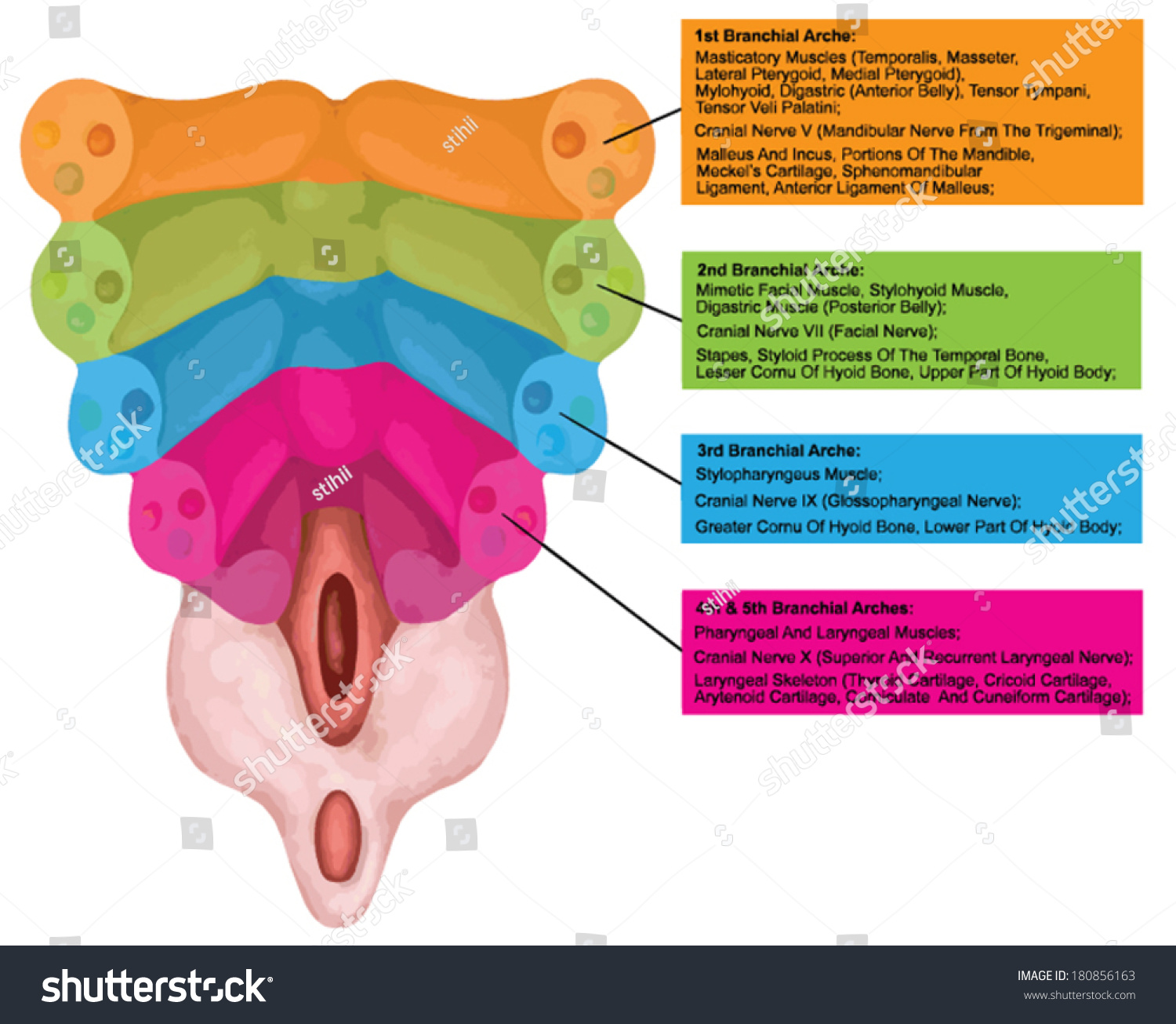 Formation Branchial Pharyngeal Arches Fiweweekold Human Stock Vector Royalty Free