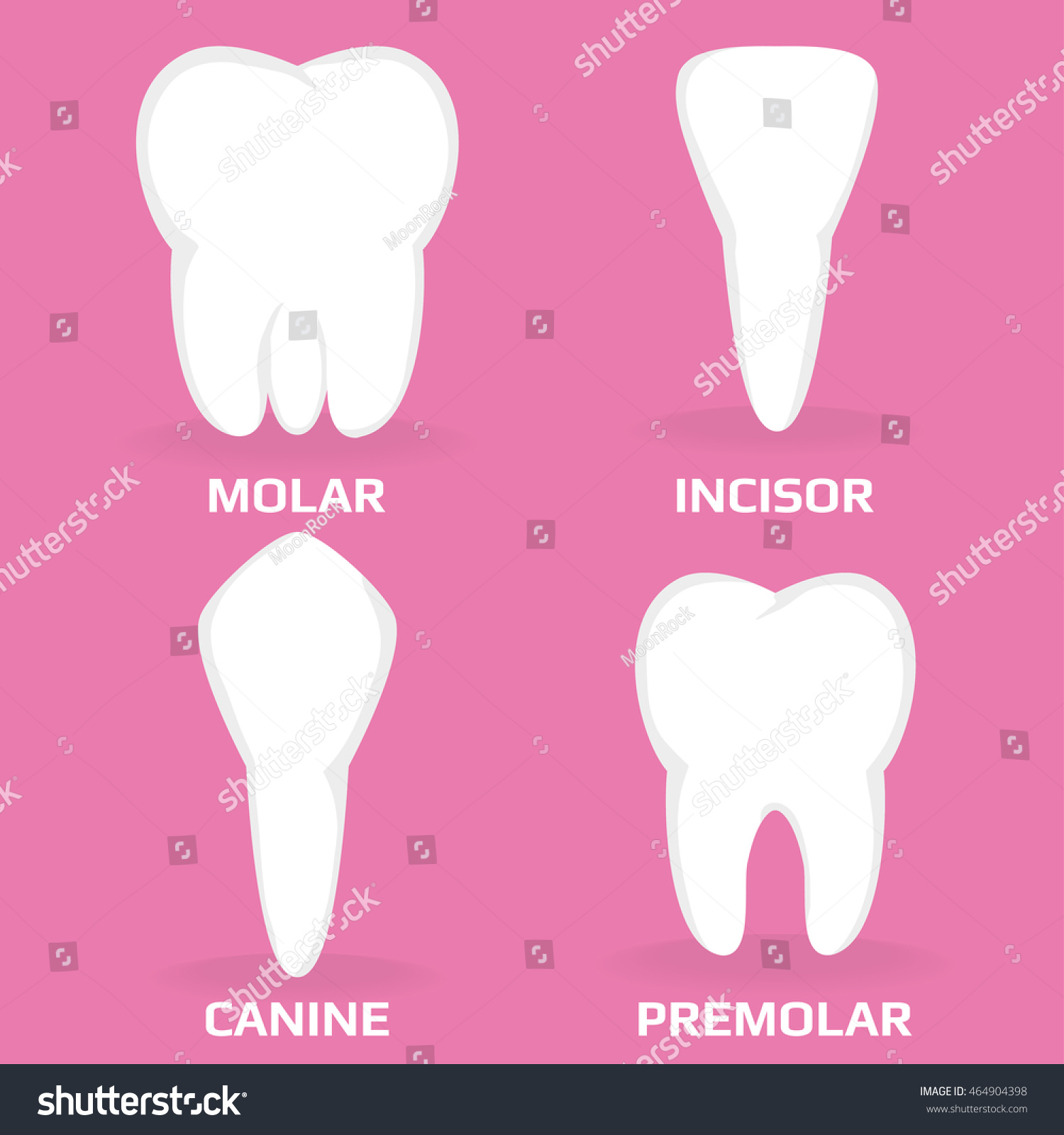 four-different-types-teeth-vector-illustration-stock-vector-464904398