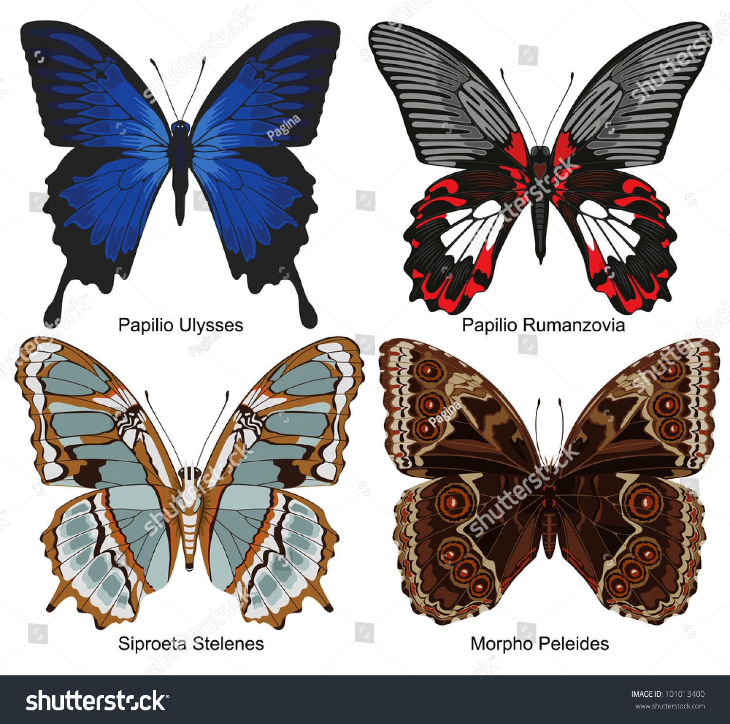 Four Exotic Butterflies Names Stock Vector 101013400 Shutterstock