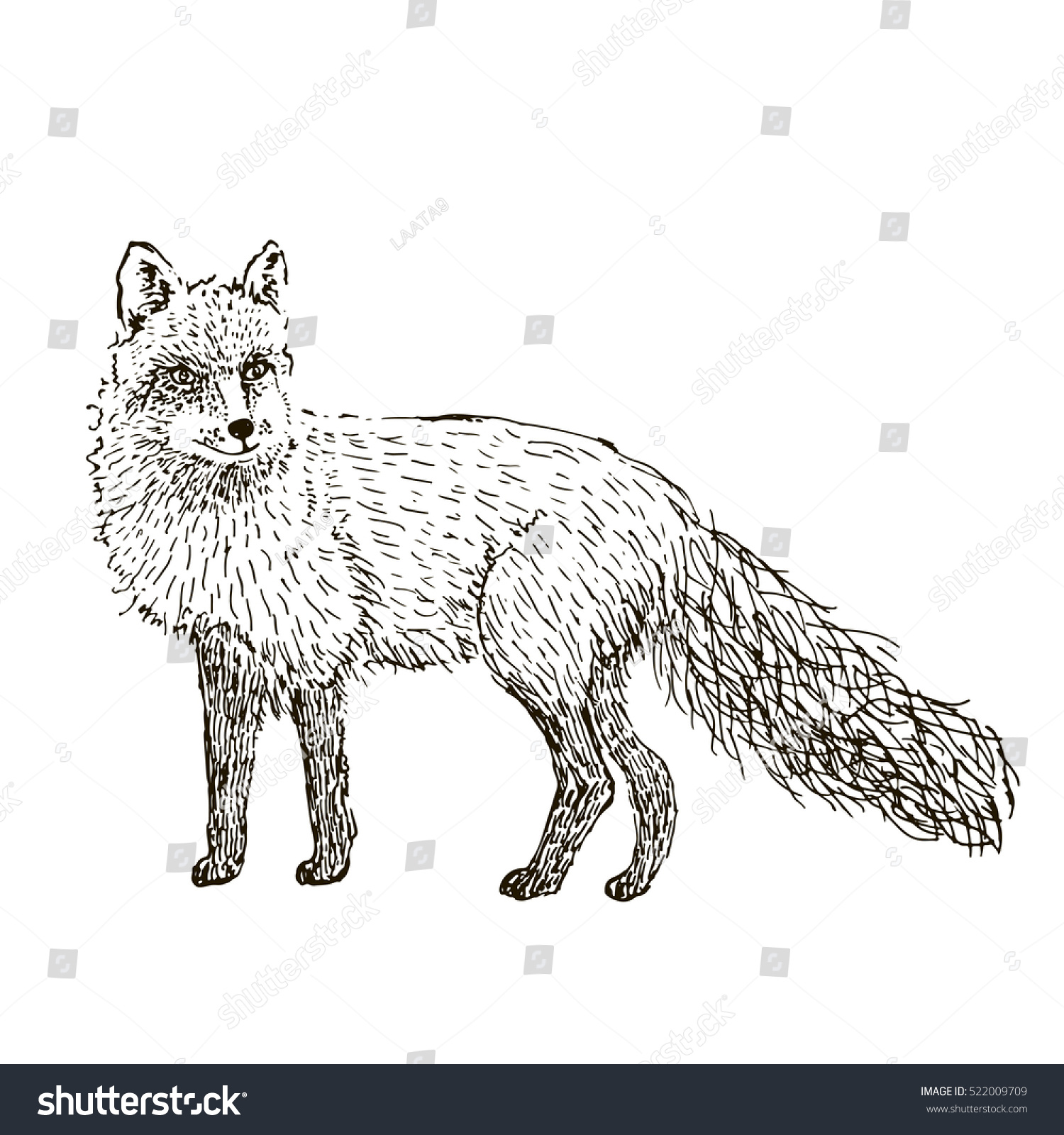 12,425 Vintage fox drawing Images, Stock Photos & Vectors | Shutterstock