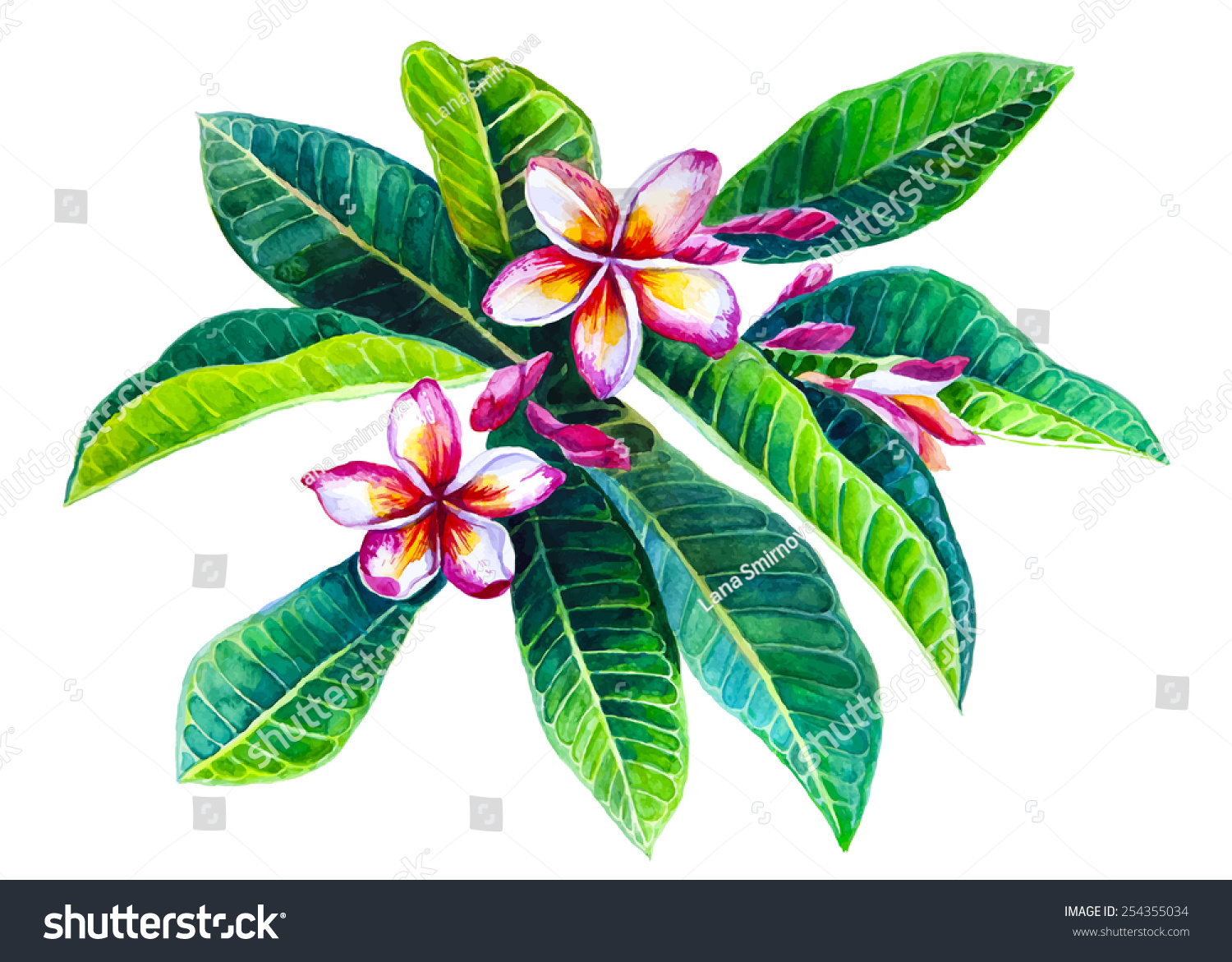 Frangipani Branch. Watercolor Painting. Vector Illustration ...