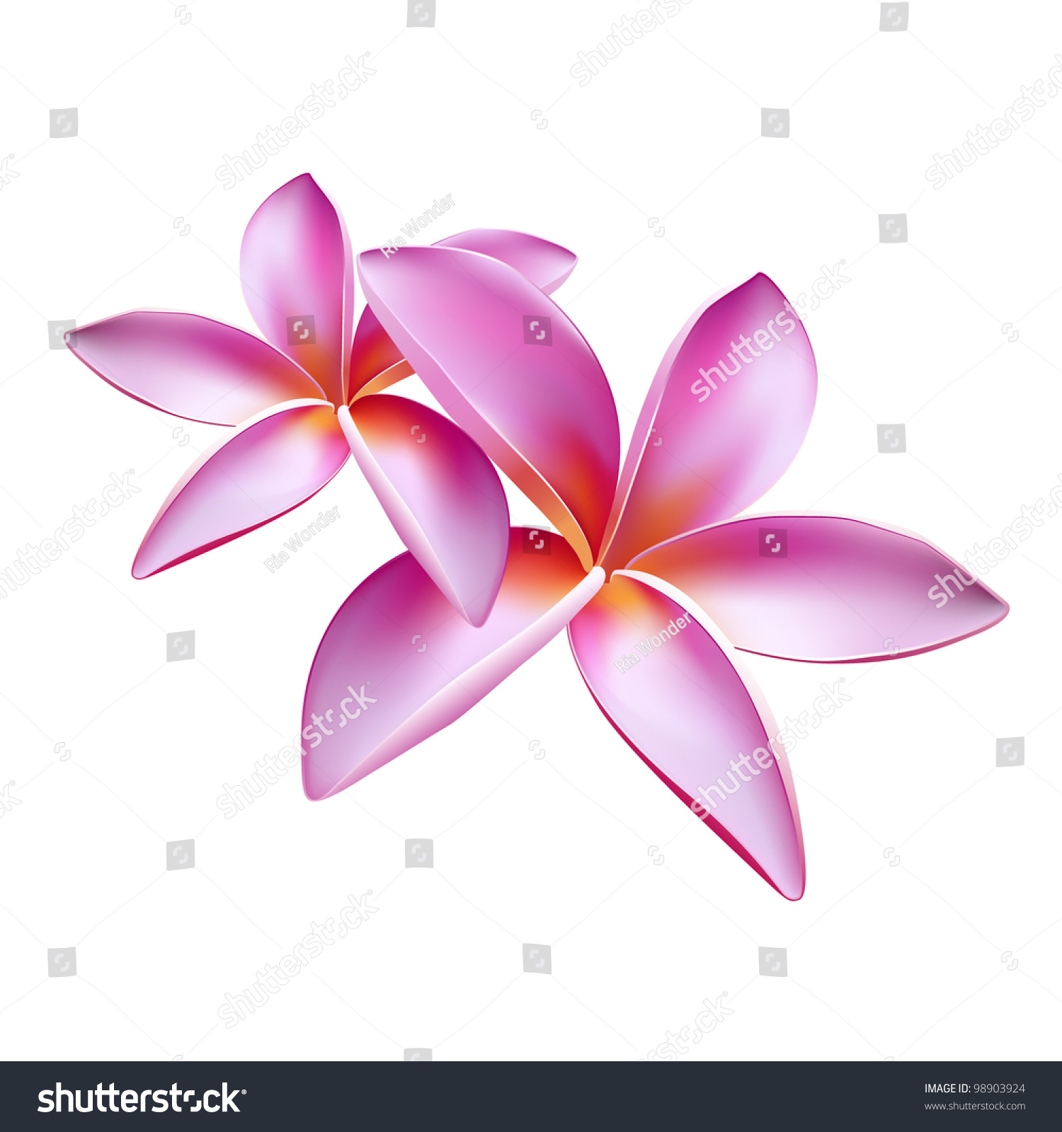 Frangipani Flower (Plumeria) Stock Vector Illustration 98903924 ...