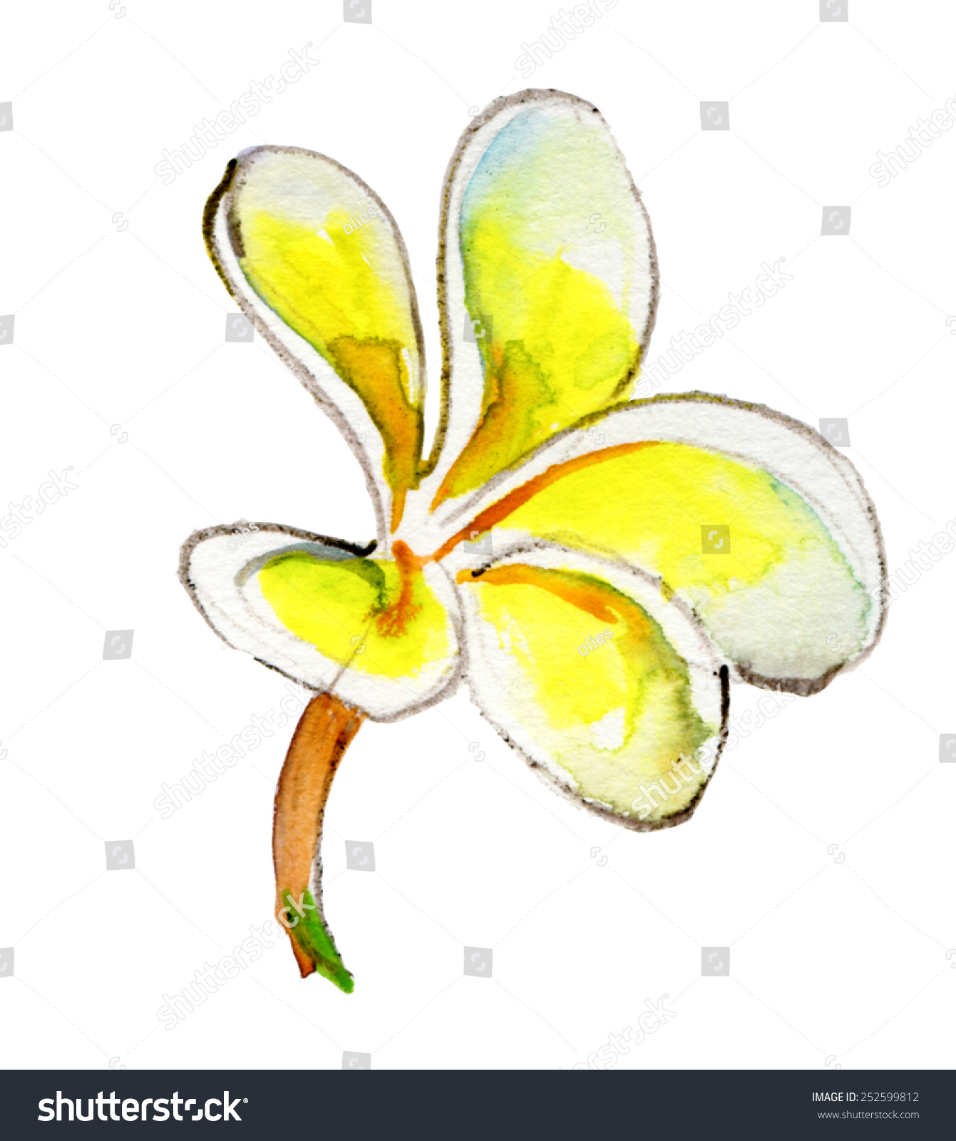 Frangipani Flower Watercolor Painting Vector Stock Vector (Royalty Free ...