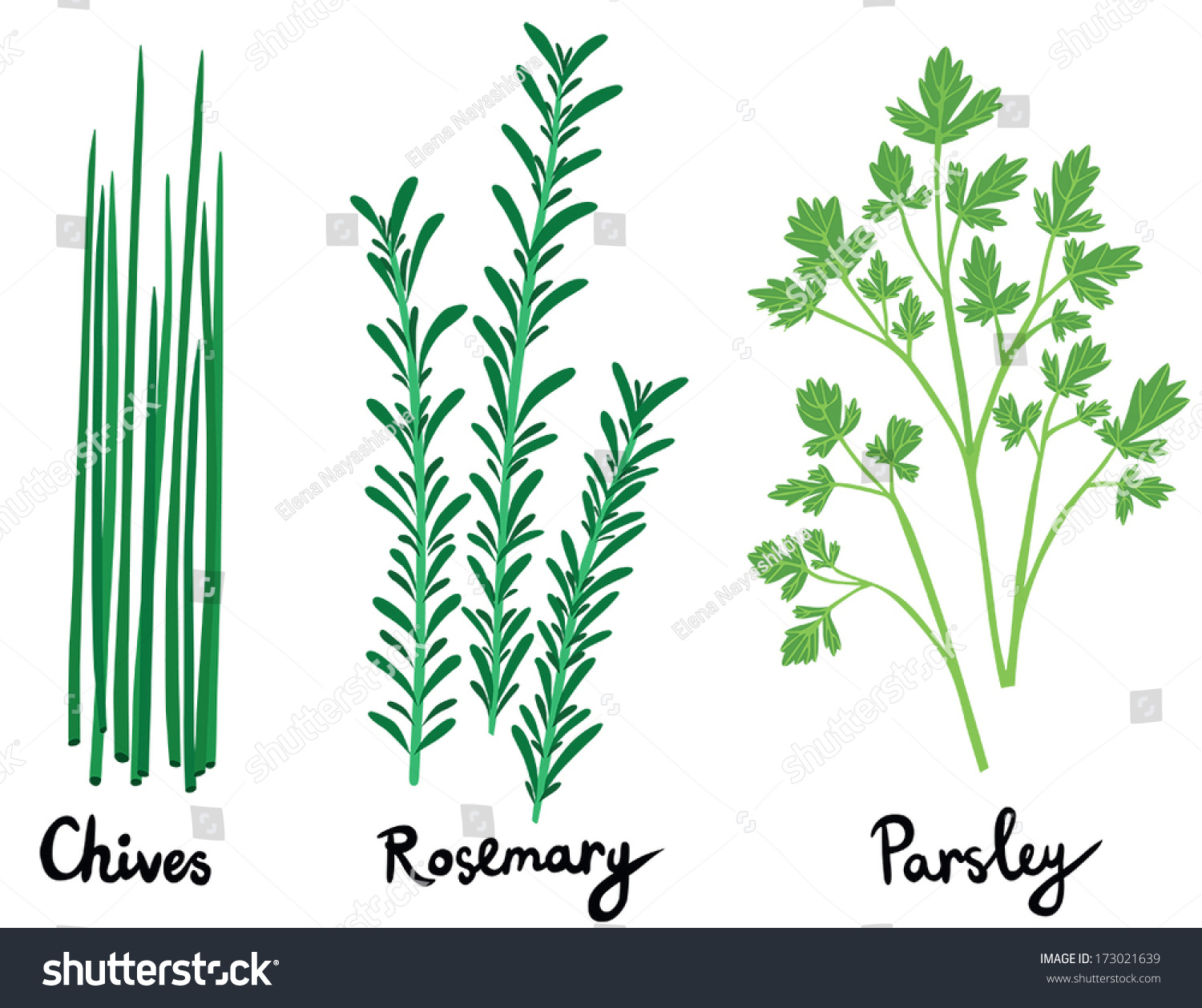 Fresh Herbs Set Names Calligraphy Chives Stock Vector 173021639 ...