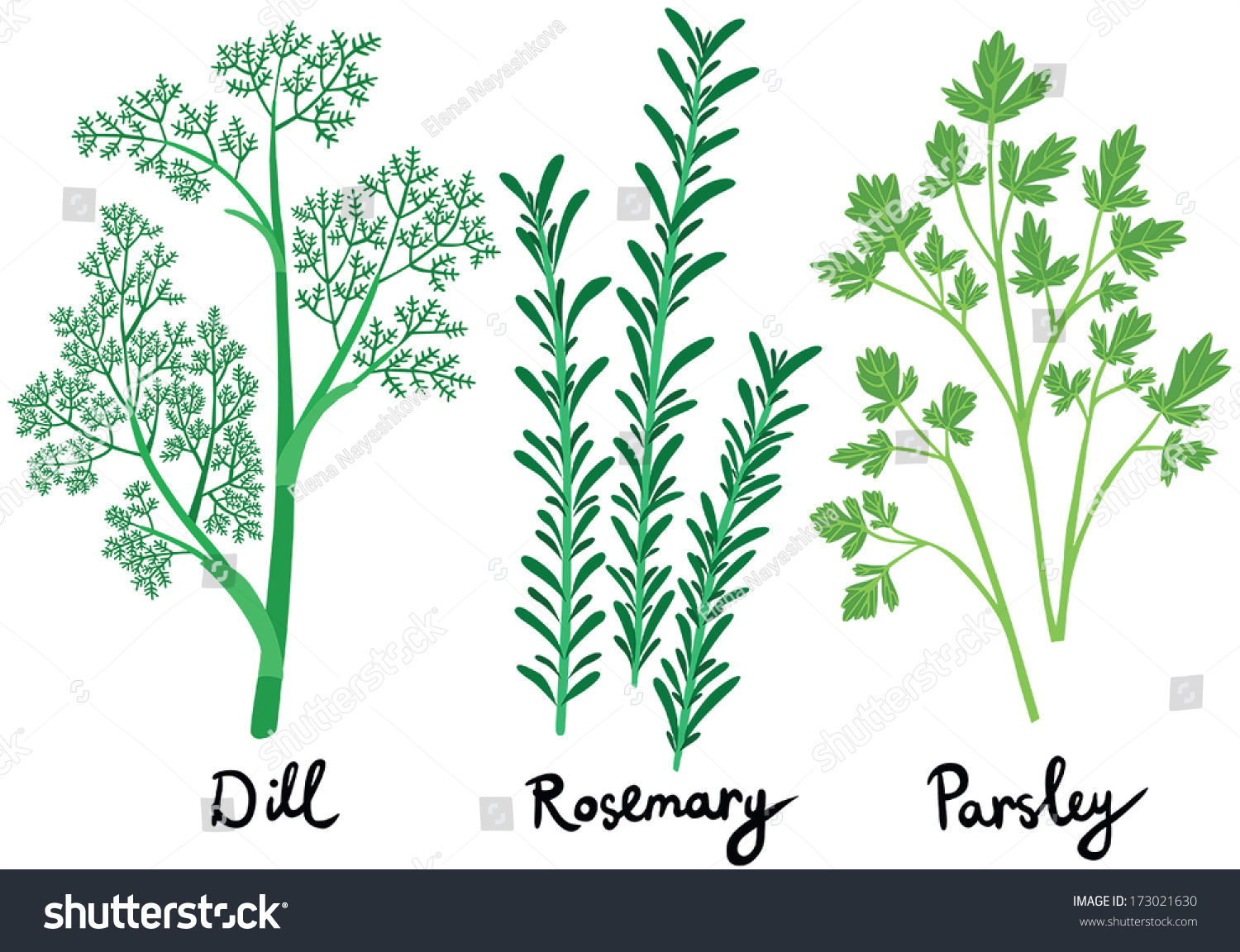 Fresh Herbs Set Names Calligraphy Dill Stock Vector 173021630 ...