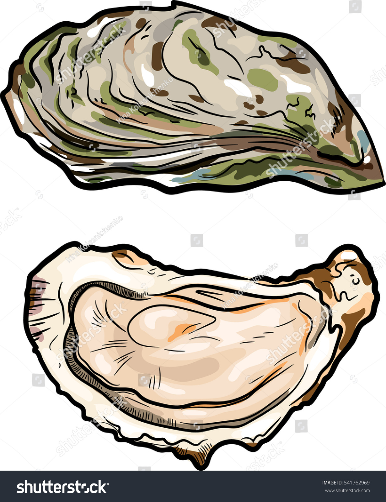 Fresh Oysters Luxury Seafood Vector Illustration Stock ...