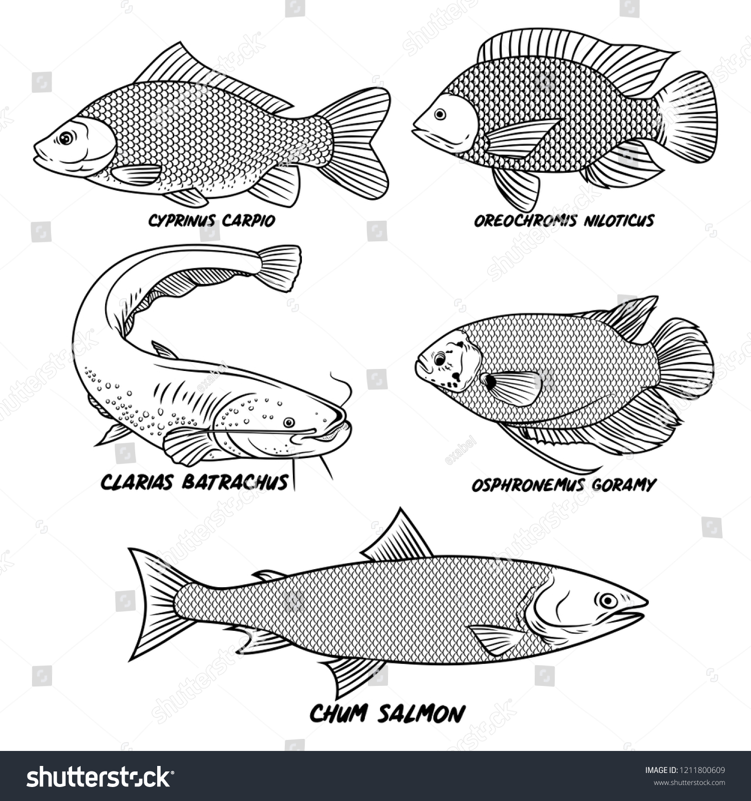 Freshwater Fish Vector Set Stock Vector (Royalty Free) 1211800609