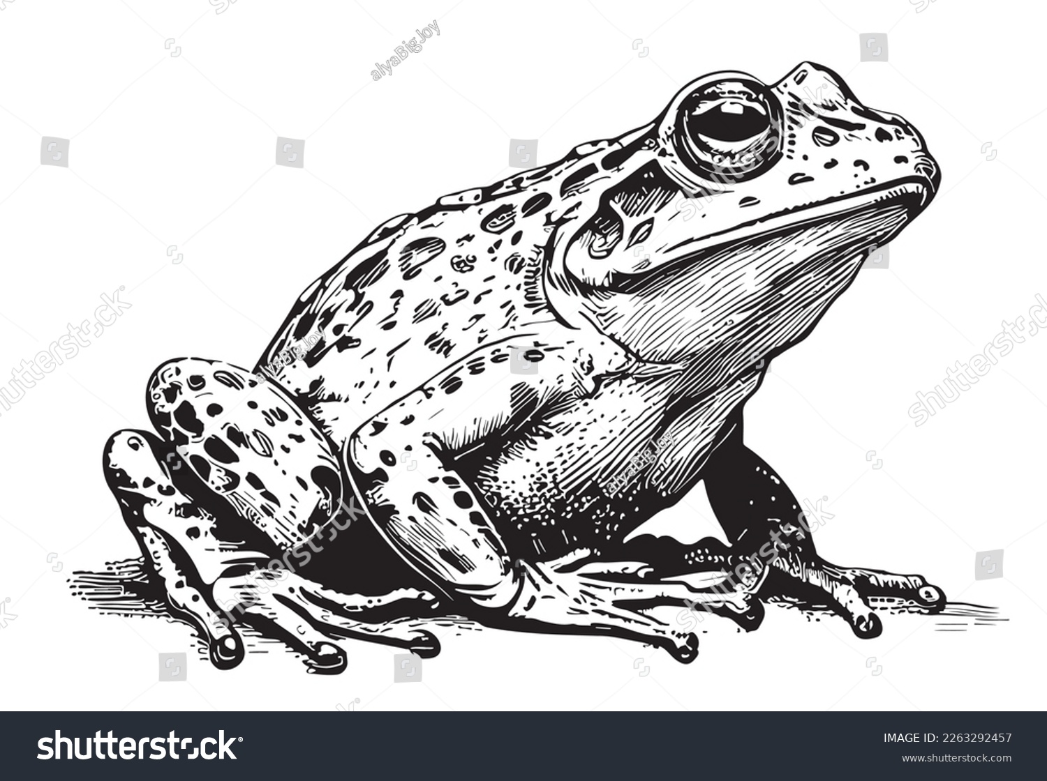 SVG of Frog hand drawn sketch Vector illustration Reptiles svg
