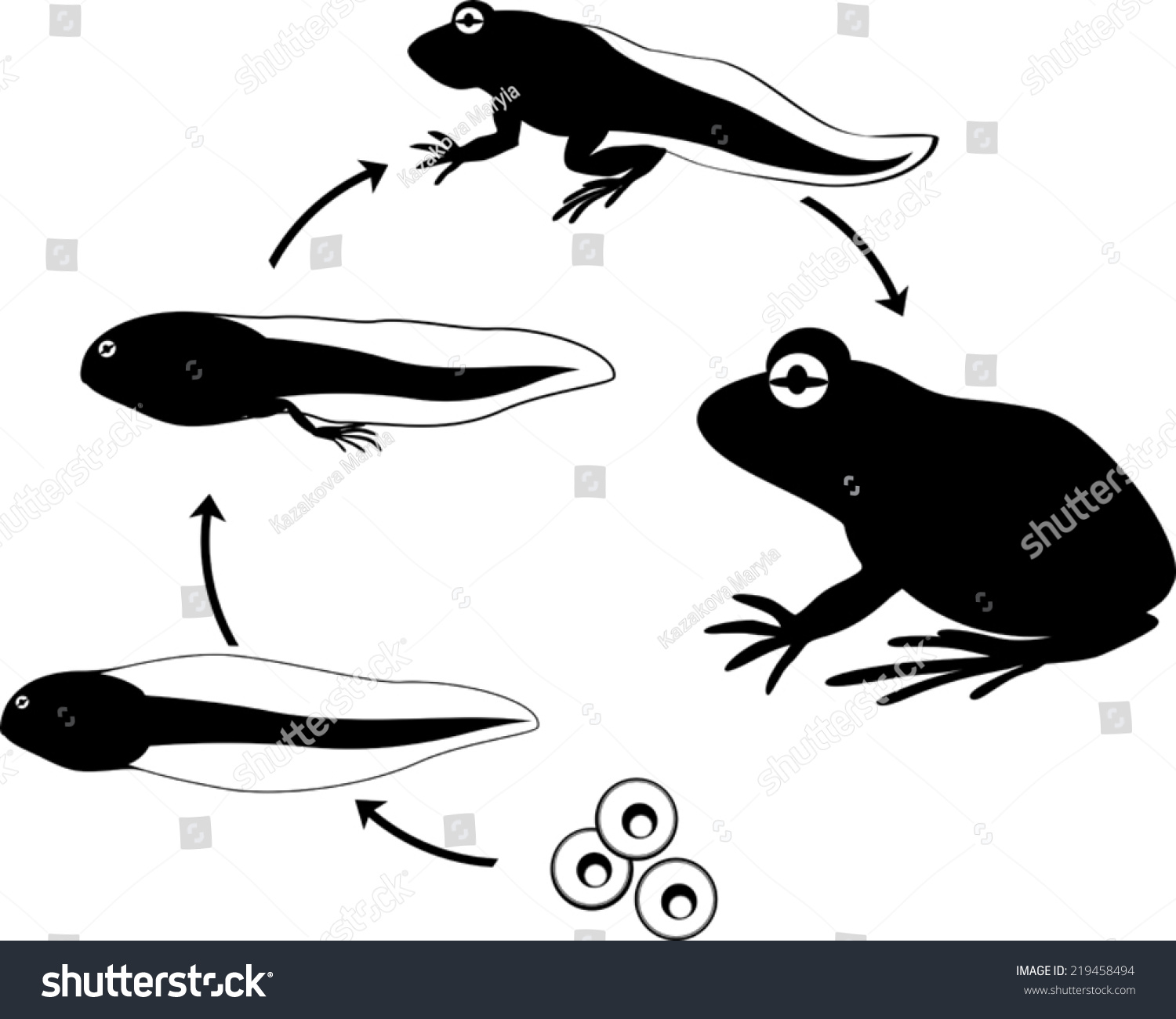 Frog Life Cycle Stock Vector Illustration 219458494 : Shutterstock