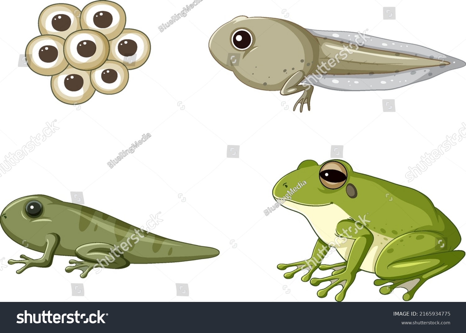 Frog Life Cycle Diagram Illustration Stock Vector (Royalty Free ...