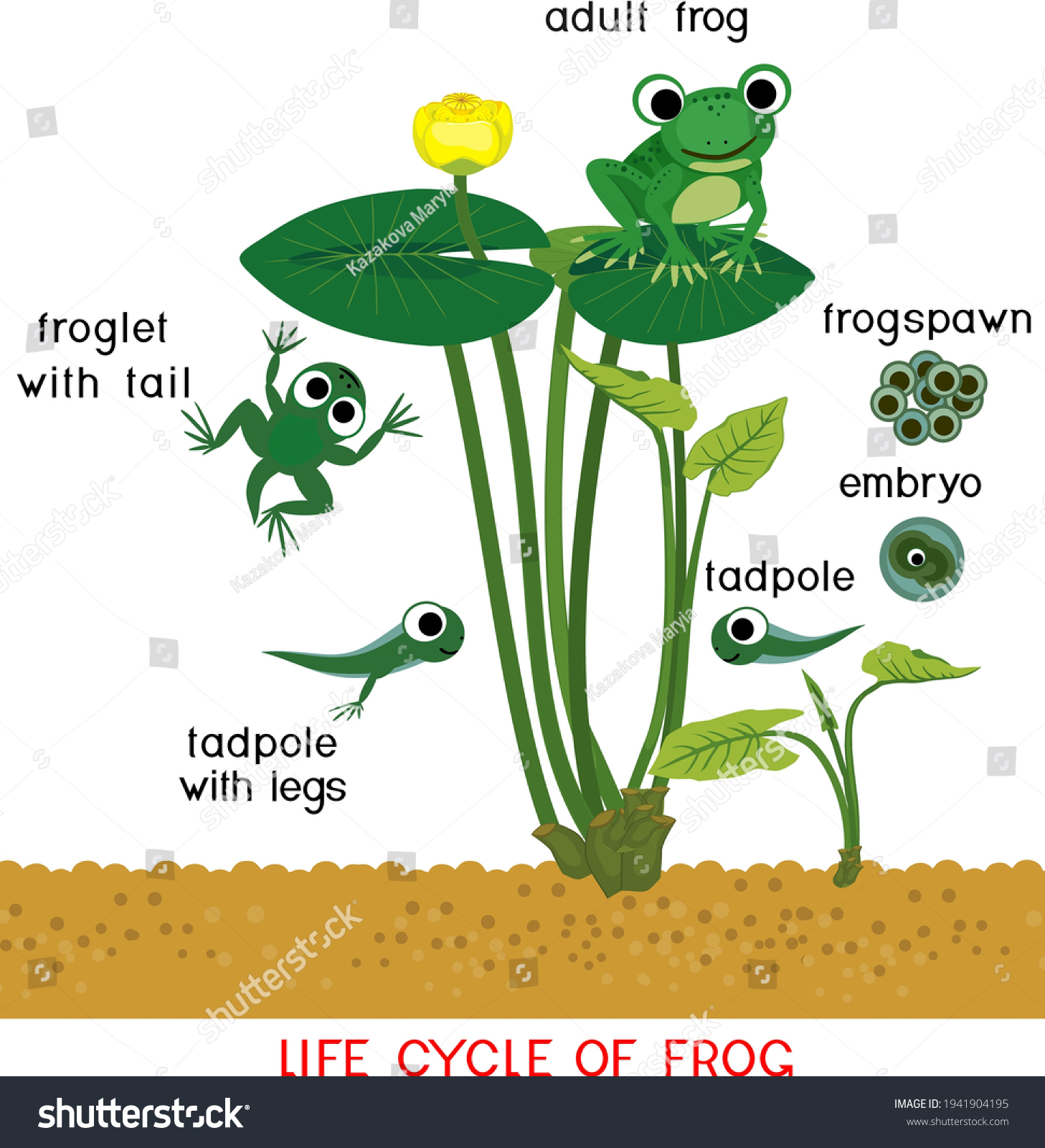 Frog Life Cycle Sequence Stages Development stockvector (rechtenvrij
