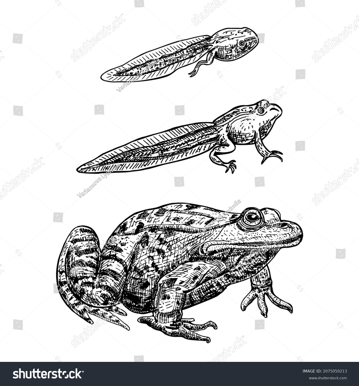 Frog Metamorphosis Frog Life Cycle Tadpoles Stock Vector (Royalty Free