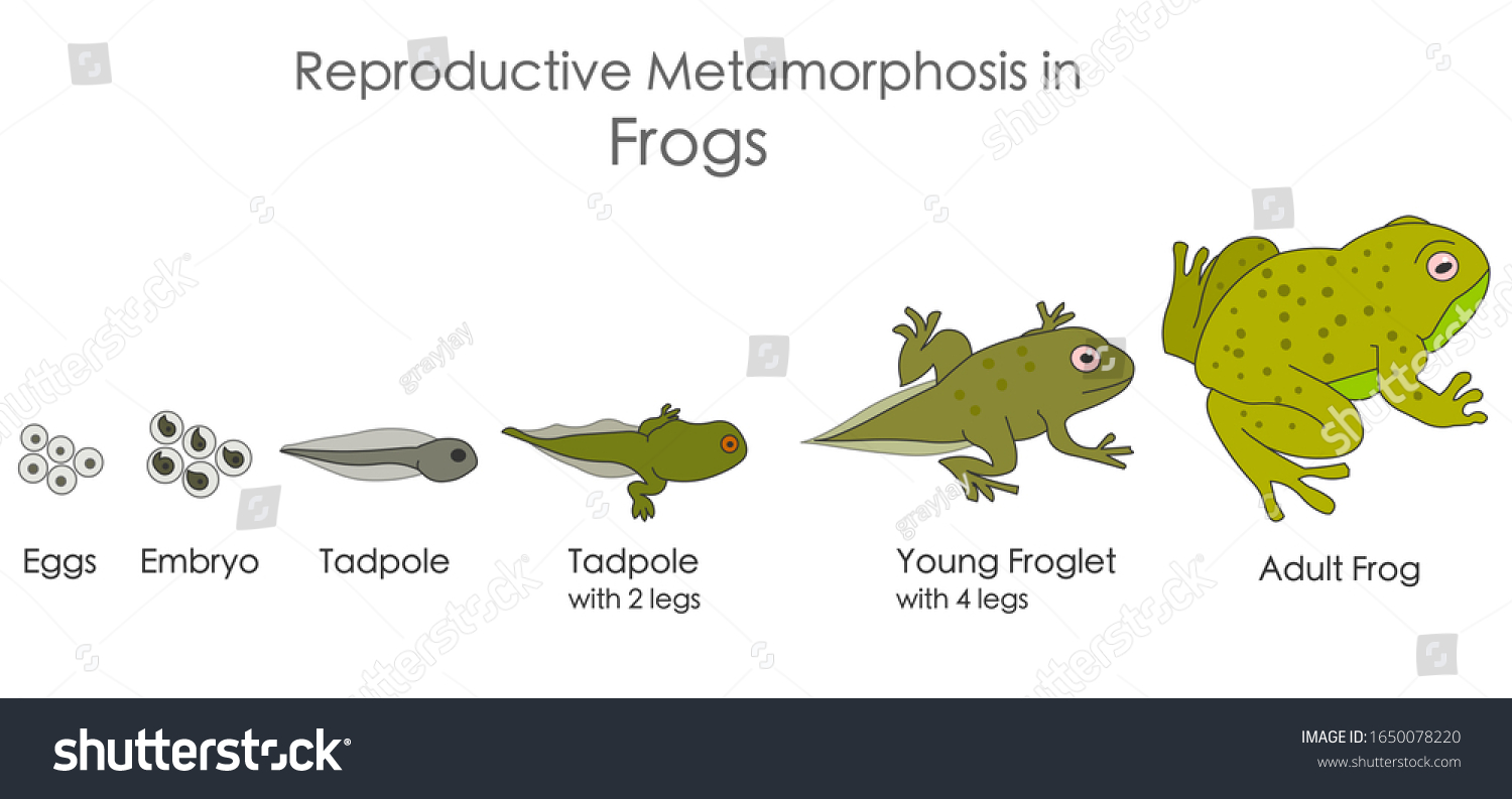 カエル 生殖変態 両生類の複製 成長の開発段階 卵 胚 オタマジャクシ 若い 大人のカエル 水平の生物イラストベクター画像 のベクター画像素材 ロイヤリティフリー