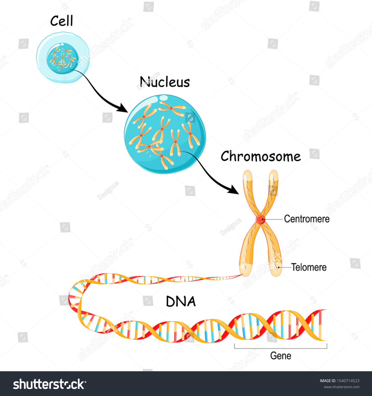 57,812 Dna gene Stock Vectors, Images & Vector Art | Shutterstock