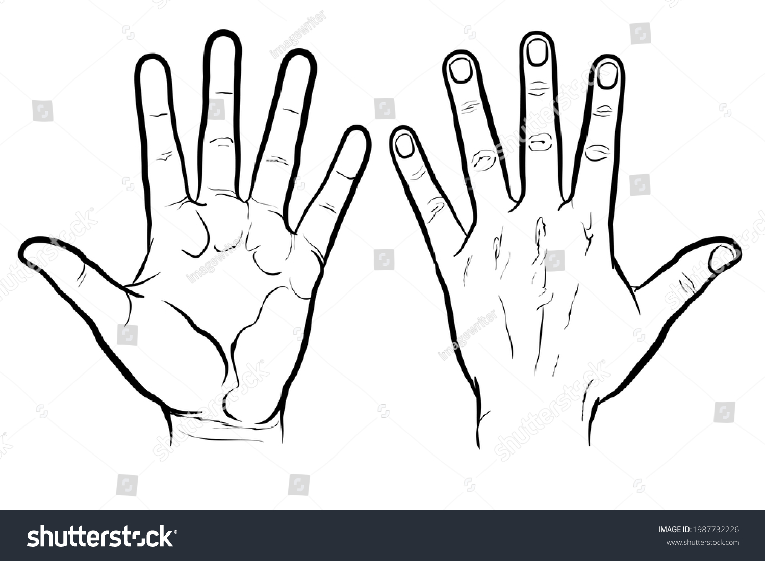 Front Back Hand Outline Version Flat Stock Vector (Royalty Free ...