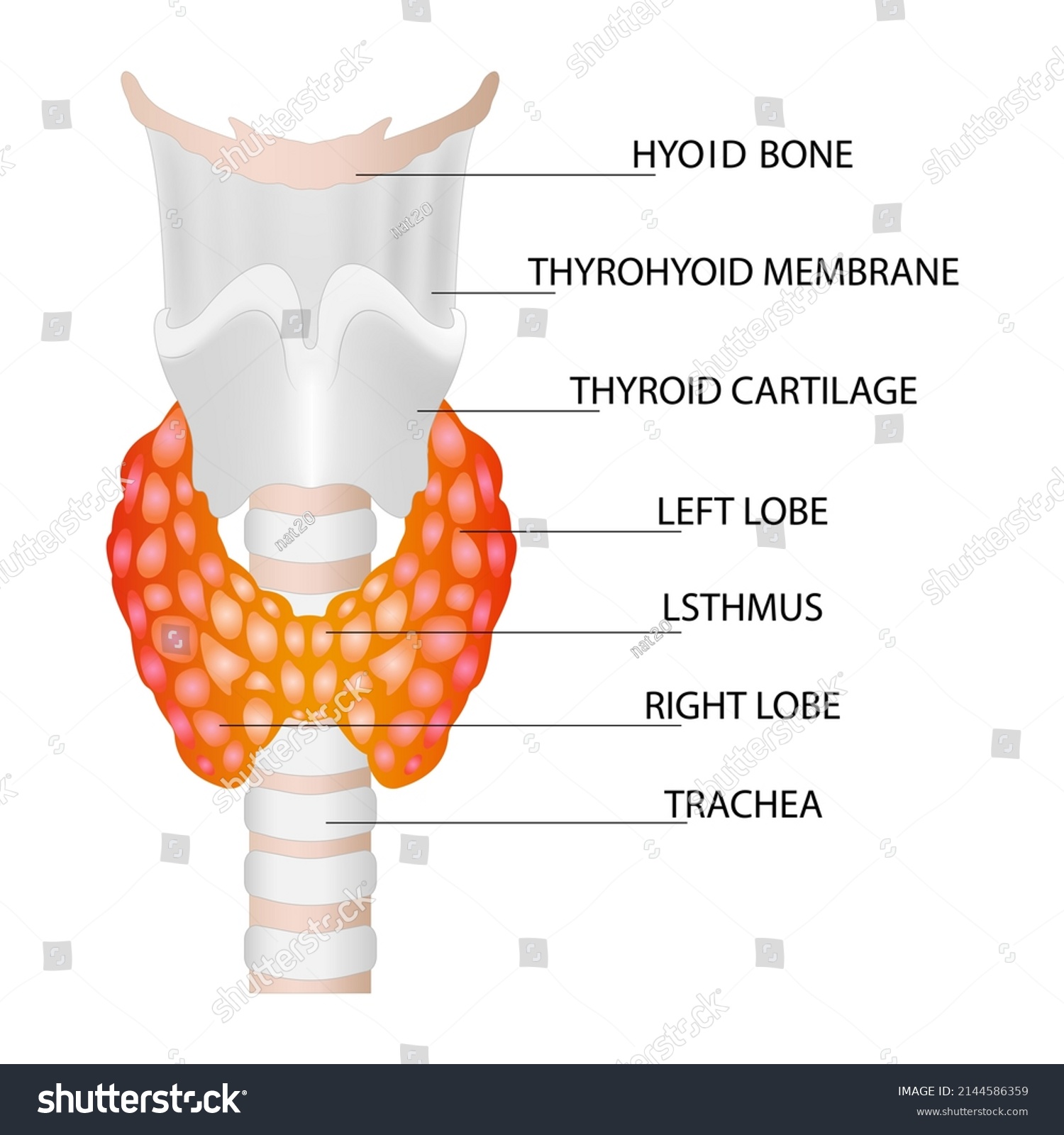 Front View Thyroid Gland Trachea On Stock Vector (Royalty Free ...