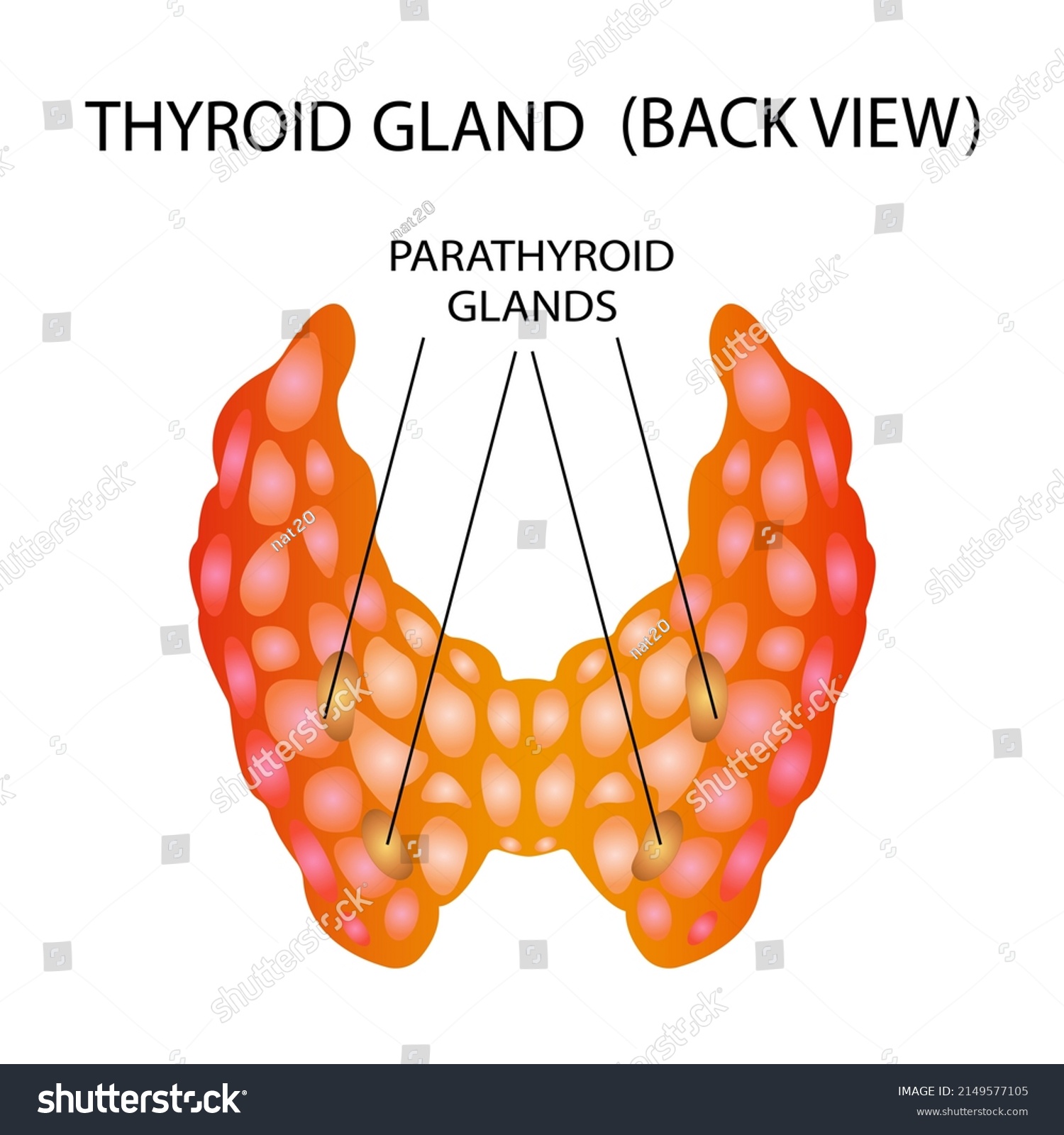 Front View Thyroid Gland On White Stock Vector (Royalty Free ...