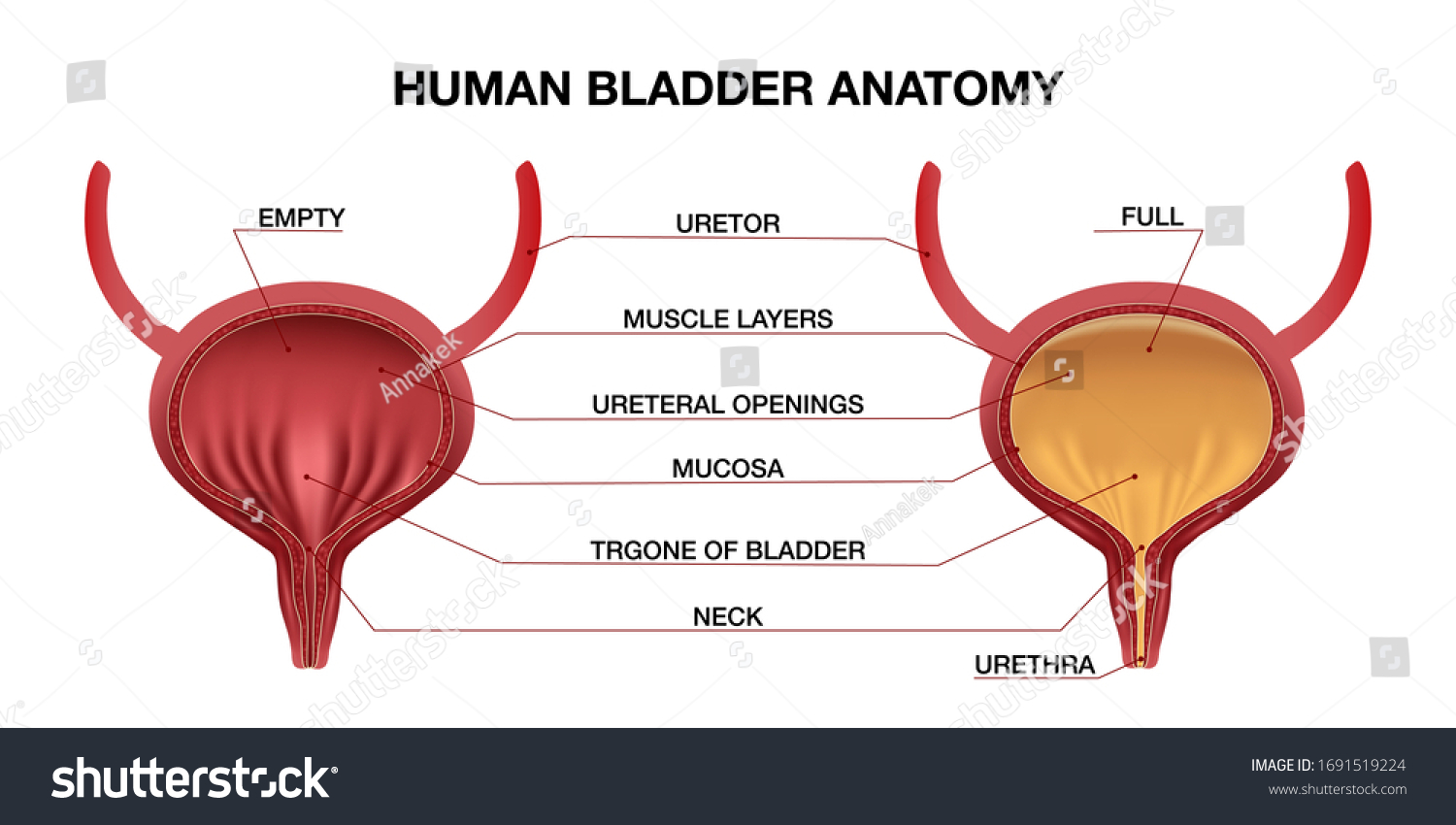 1,999 Urinary tract anatomy Stock Illustrations, Images & Vectors ...