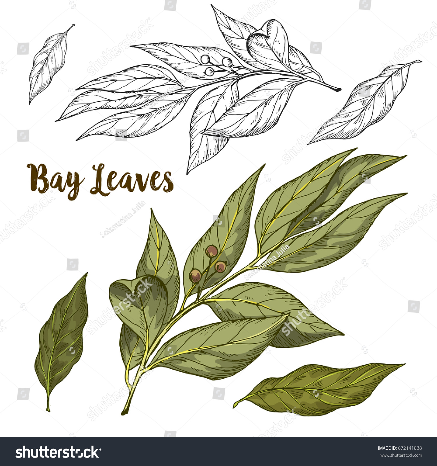 SVG of Full color realistic sketch illustration of bay leaves, vector illustration svg