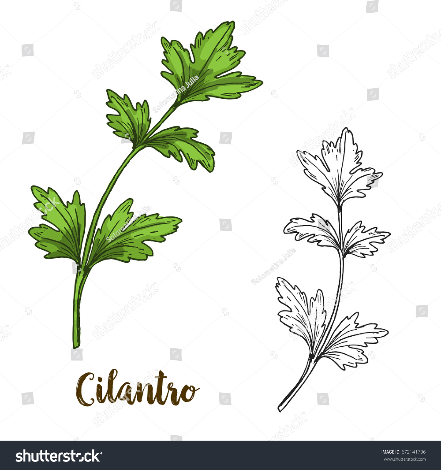 Full Color Realistic Sketch Illustration Cilantro Stock Vector (Royalty ...