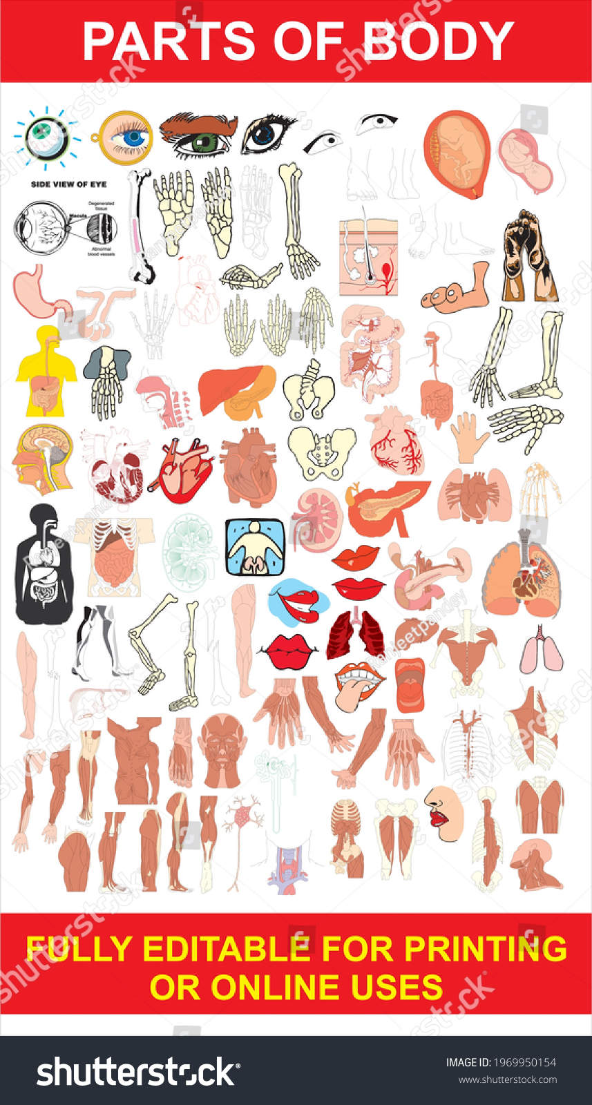 parts of body picture chart with names