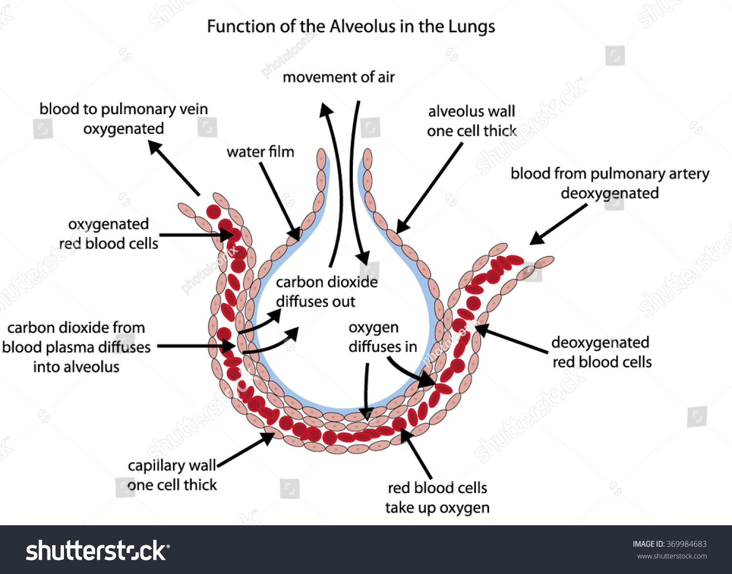 Fully Labelled Diagram Alveolus Lungs Showing Stock Vector 