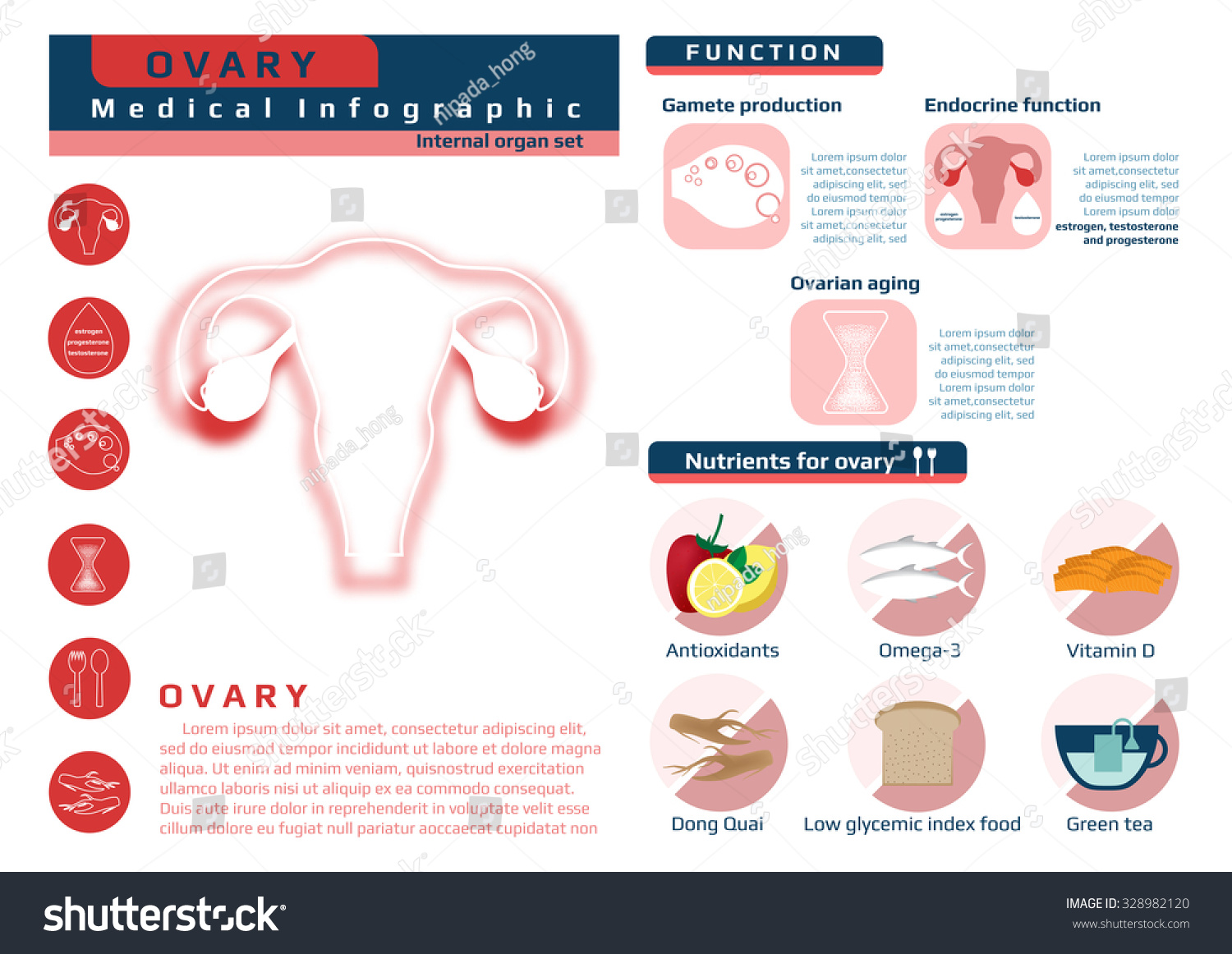 Function And Nutrition Supplement Of Ovary, Medical Health Infographic ...
