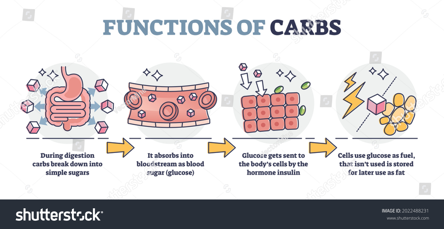 Functions Carbs Carbohydrates Digestive System Outline Stock Vector Royalty Free 2241