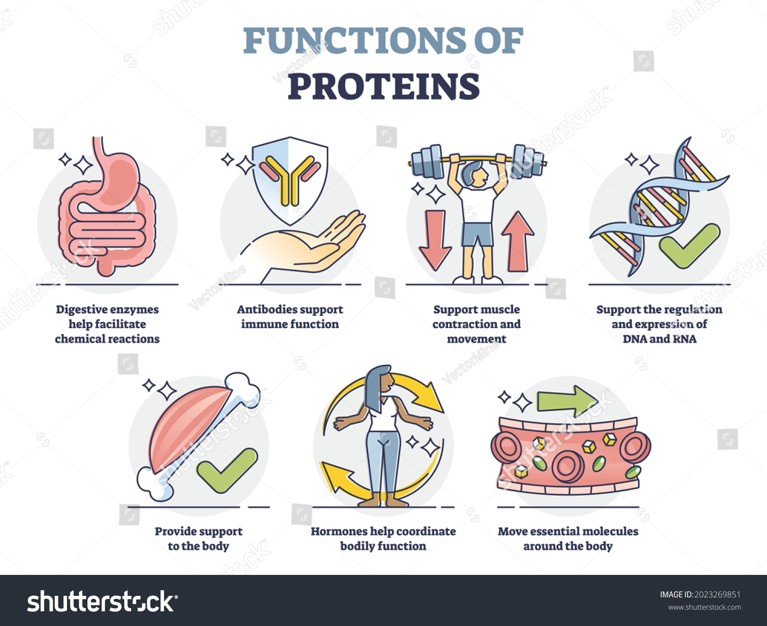 Functions Of Proteins In Human Body 4034