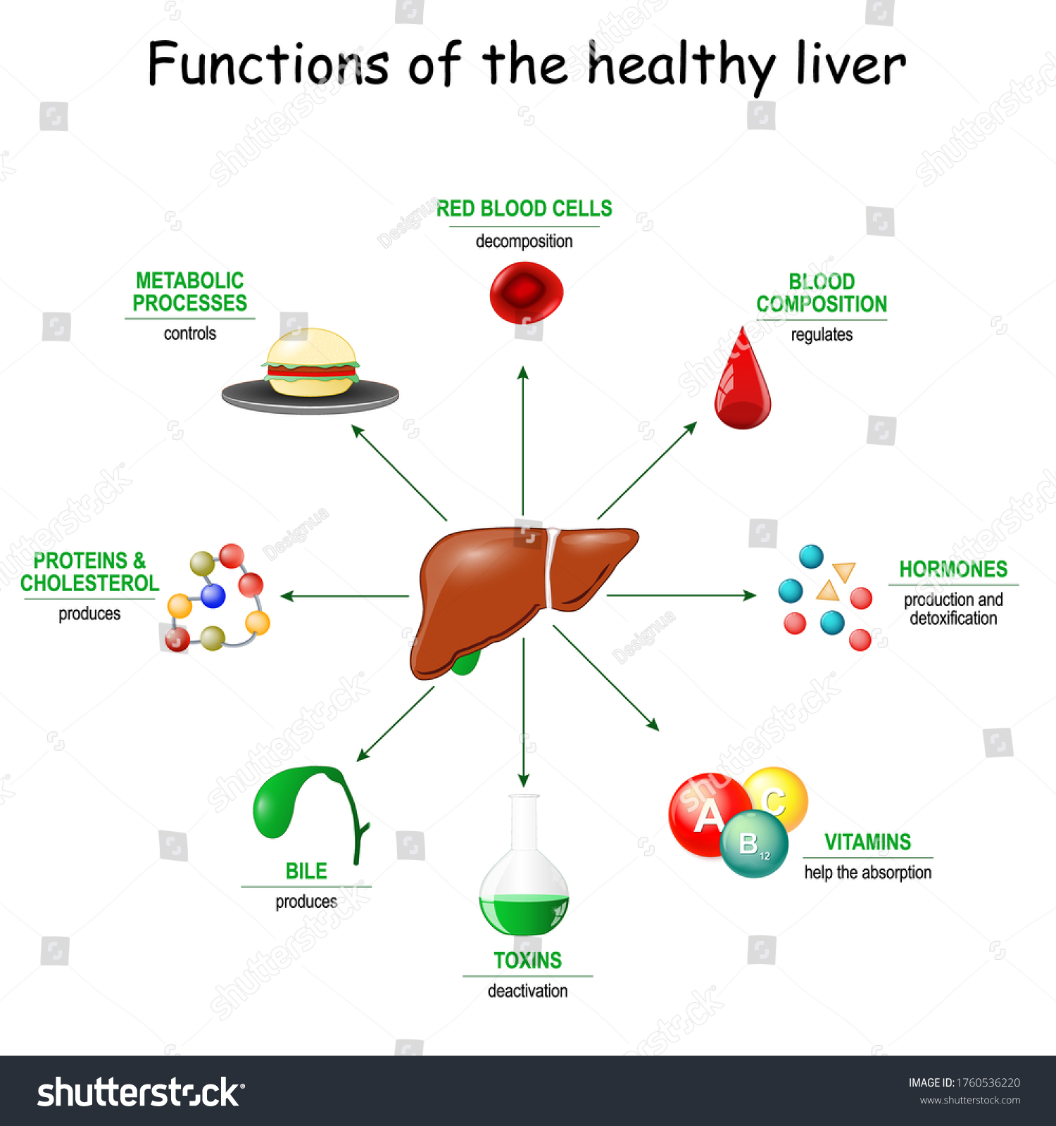SVG of Functions of the healthy liver. From detoxification, and deactivation of poisons and toxins, to synthesis of bile, proteins, Amino acids and cholesterol. metabolism. svg