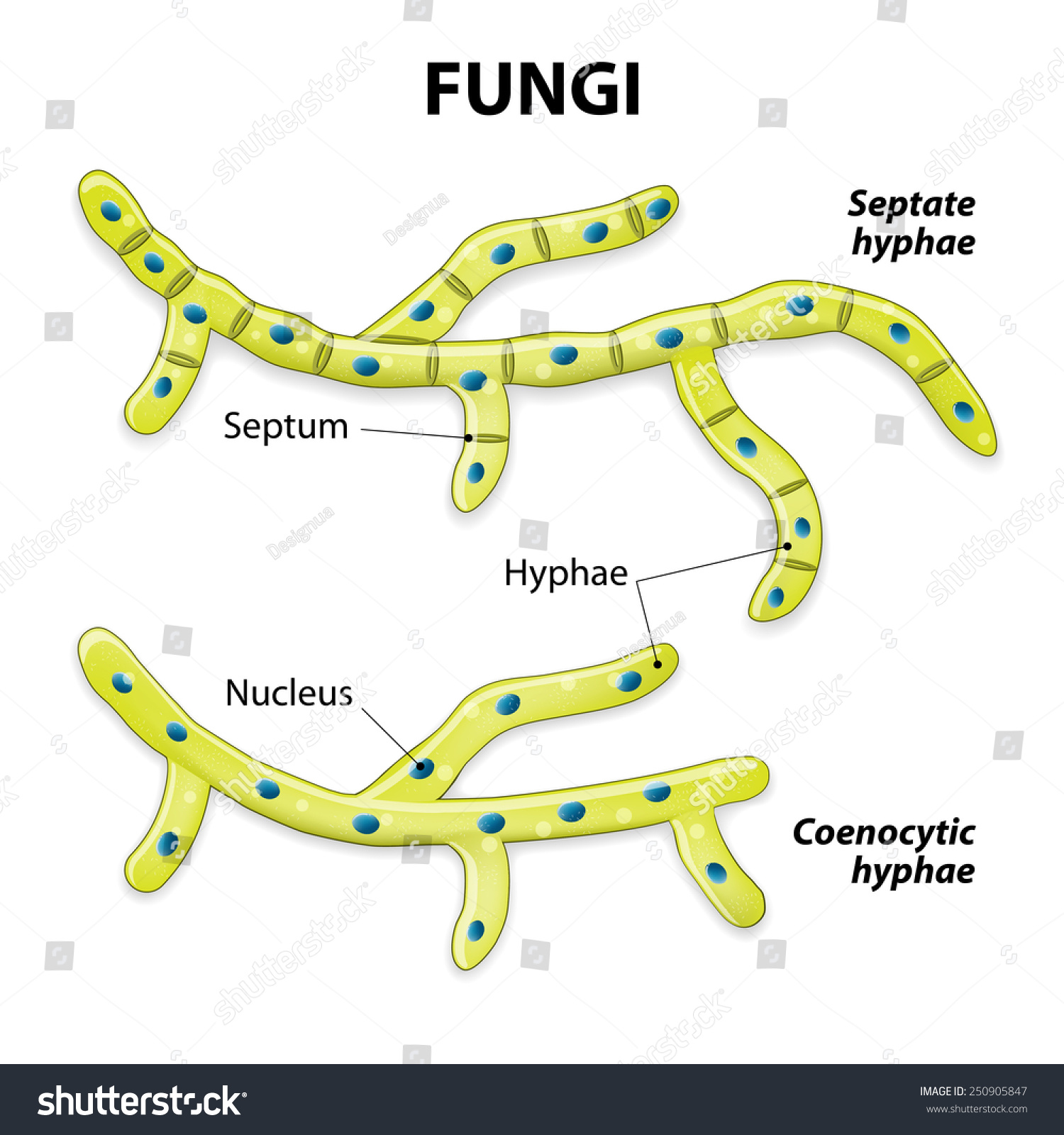 Fungi. Classification Based On Cell Division. Septate Hyphae (With ...