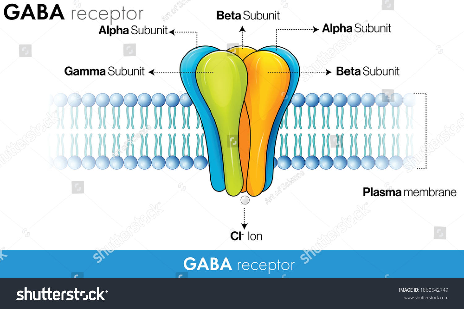 131 Gaba Receptor Images, Stock Photos & Vectors | Shutterstock