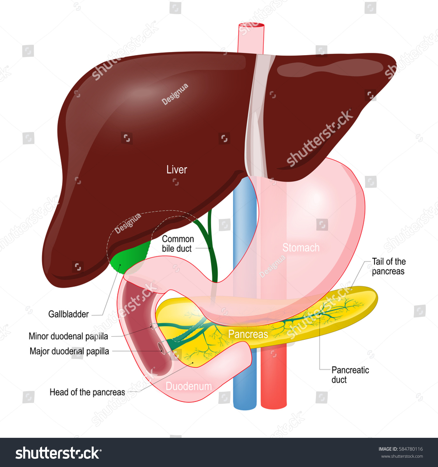 18,458 Pancreas liver Images, Stock Photos & Vectors | Shutterstock