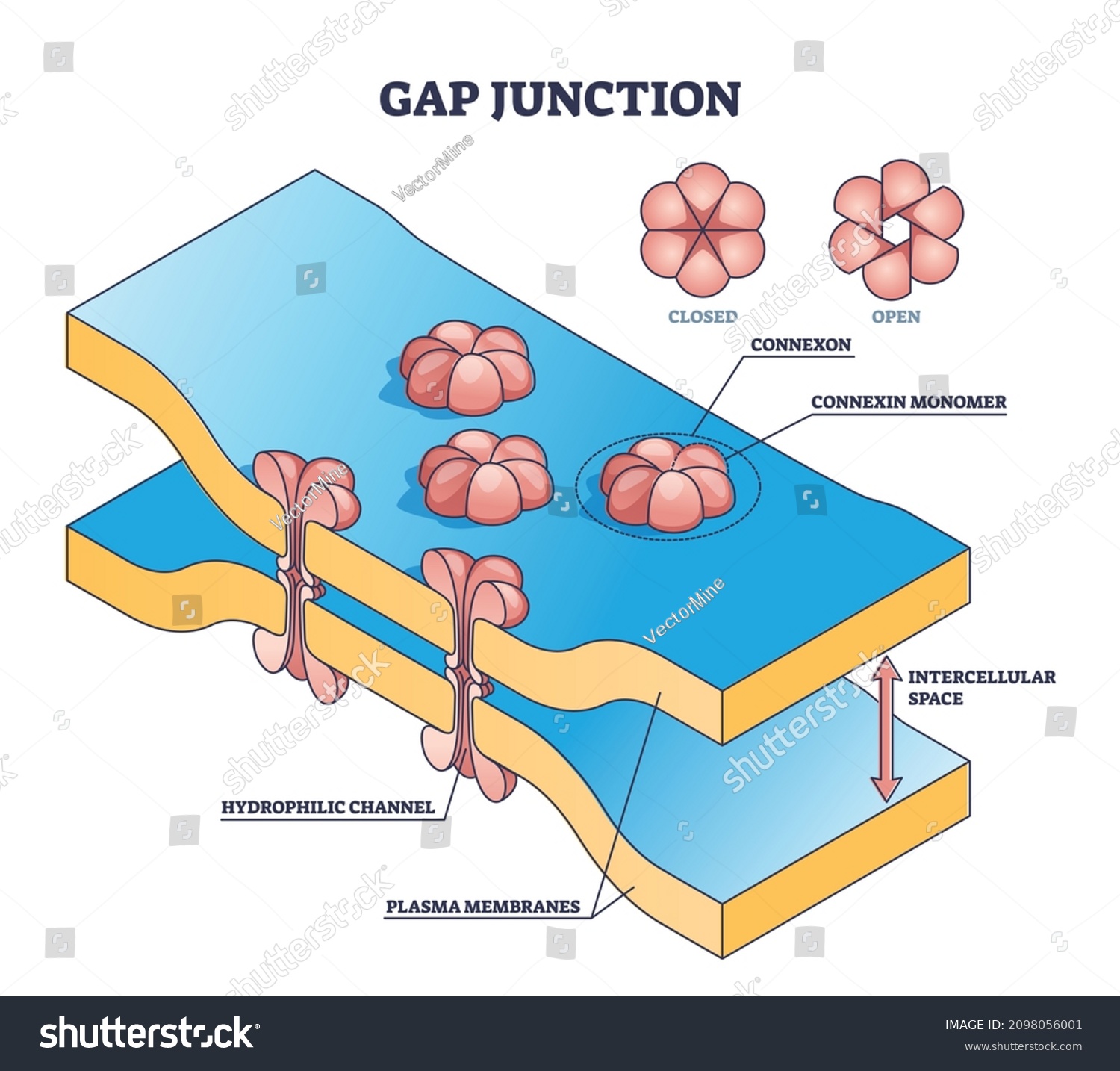 21 Intercellular Space Images, Stock Photos & Vectors | Shutterstock