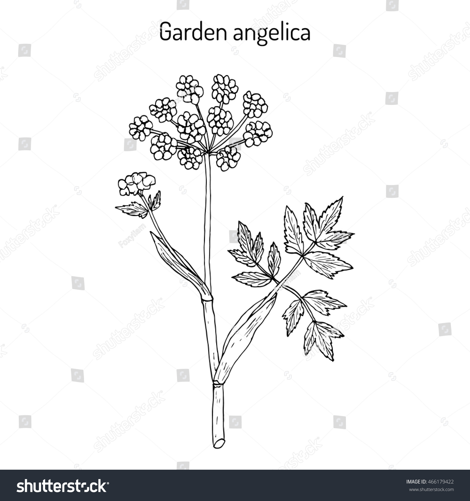 Garden Angelica (Angelica Archangelica), Or Wild Celery. Hand Drawn ...