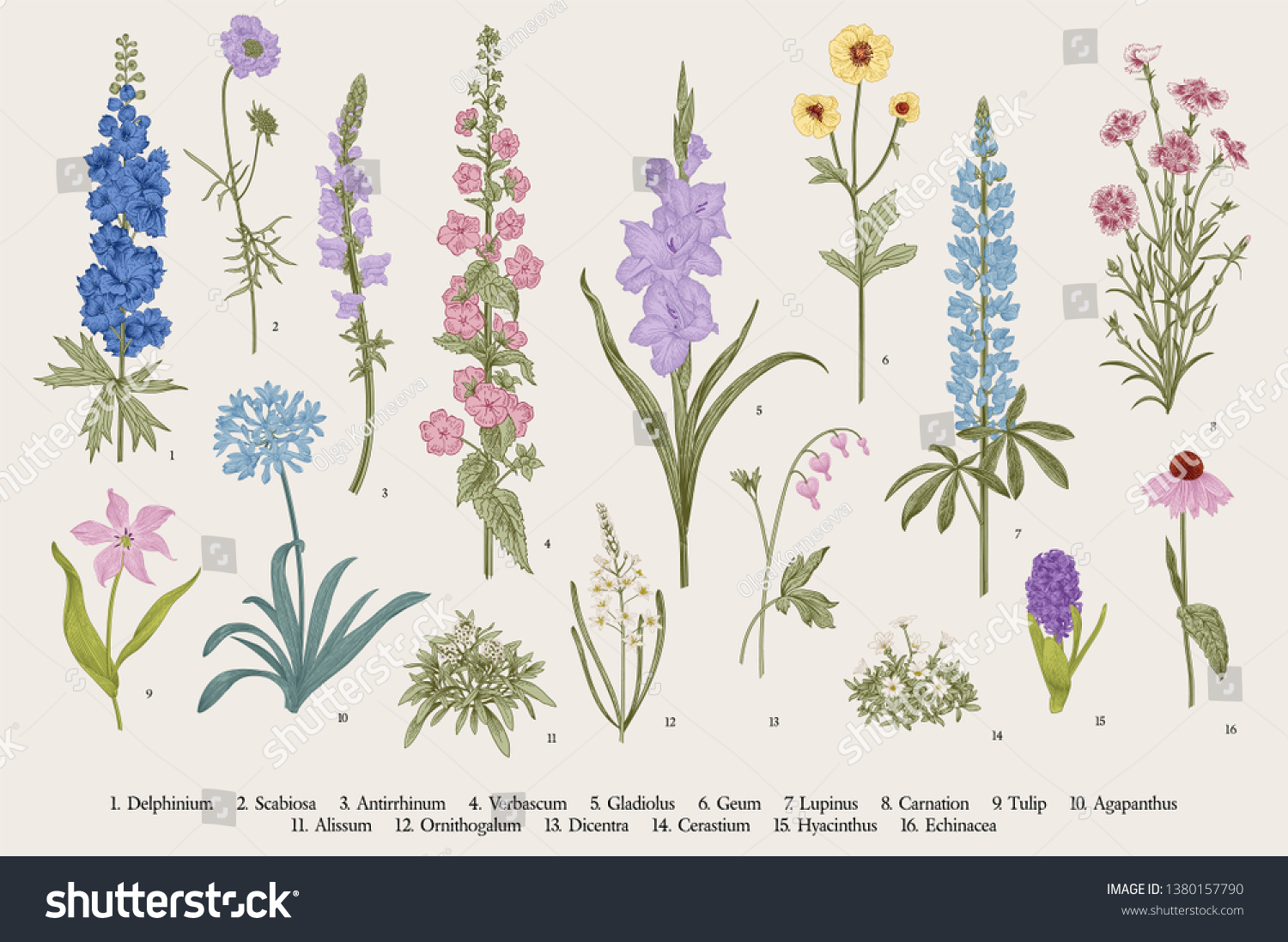 SVG of Garden flowers. Set. Vintage vector botanical illustration.  svg