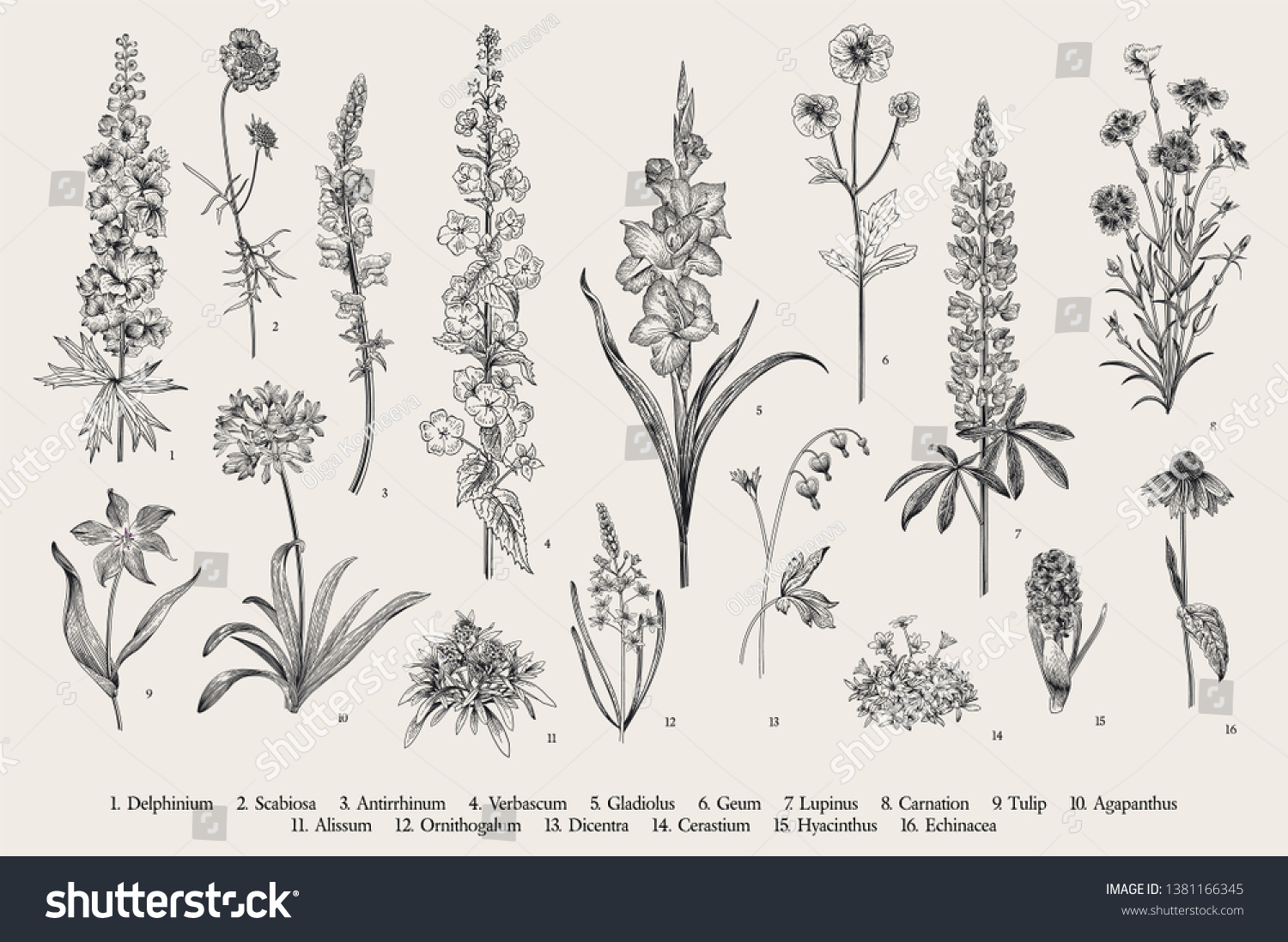 SVG of Garden flowers. Set. Vintage vector botanical illustration. Black and white svg