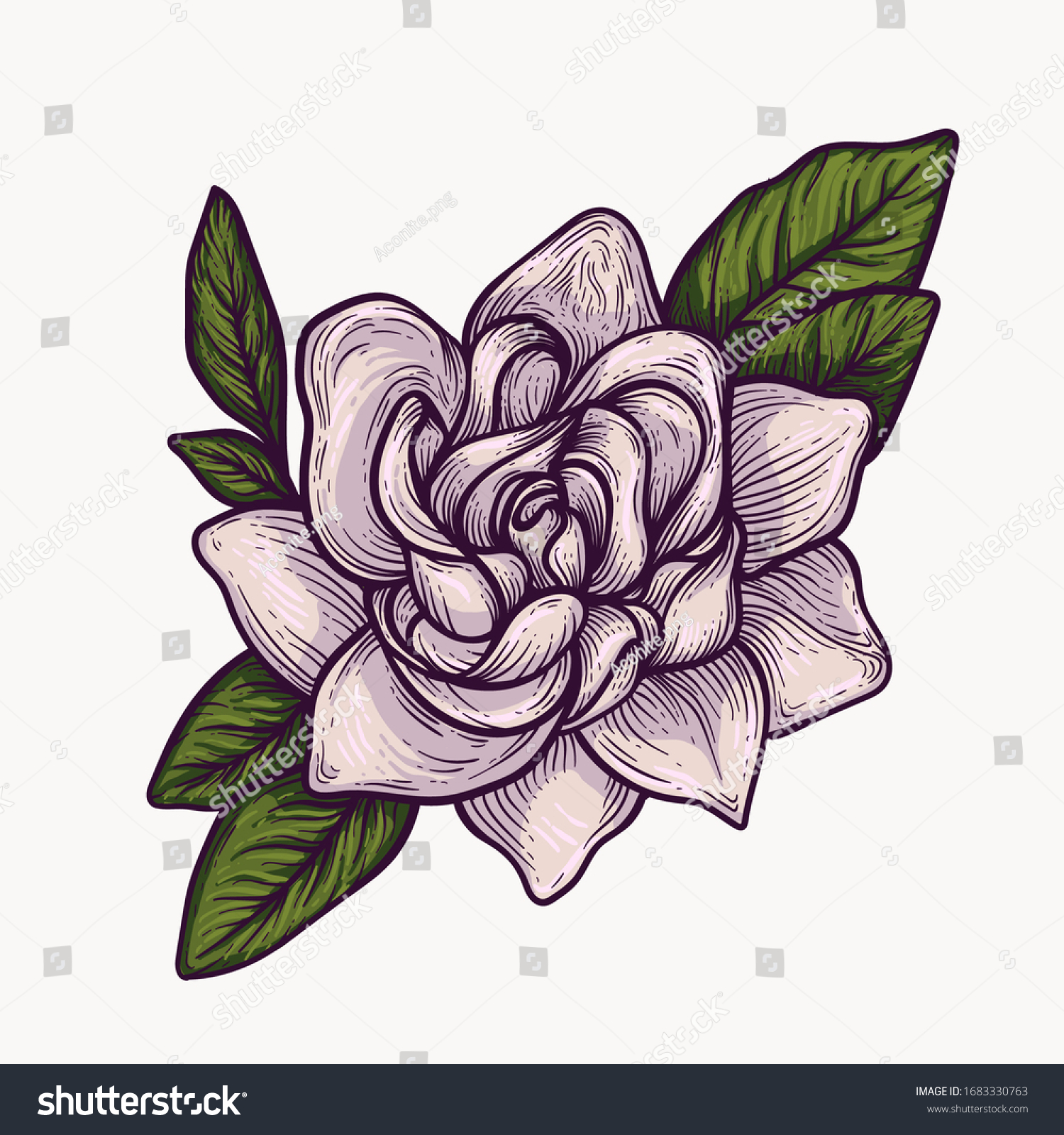 Gardenia Blooming Flowers Hand Drawn Isolated Stock Vector Royalty Free 1683330763