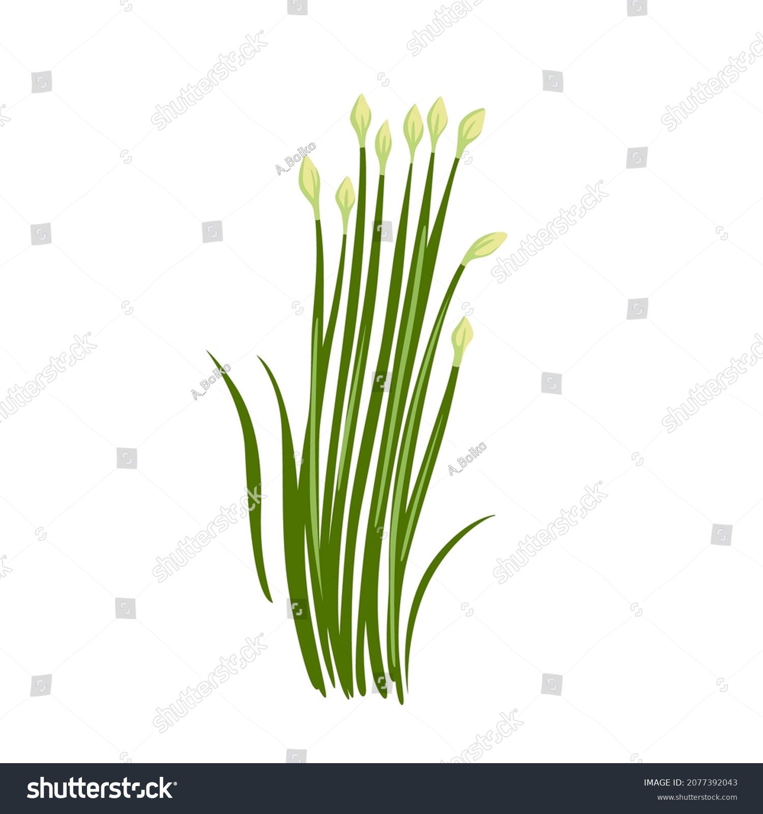 SVG of Garlic chinese chives, Kow Choi, Allium tuberosum. Asian cuisine ingredient, green herb. Healthy vegetarian food. Flat vector illustration.  svg