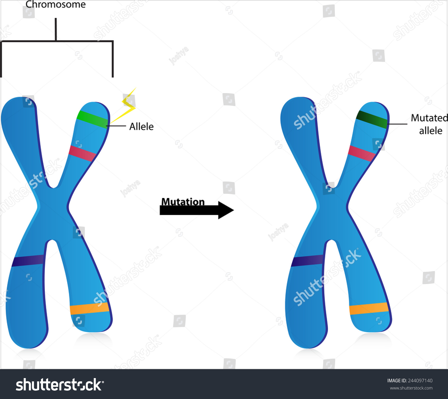 Gene Mutations Stock Vector Illustration 244097140 : Shutterstock