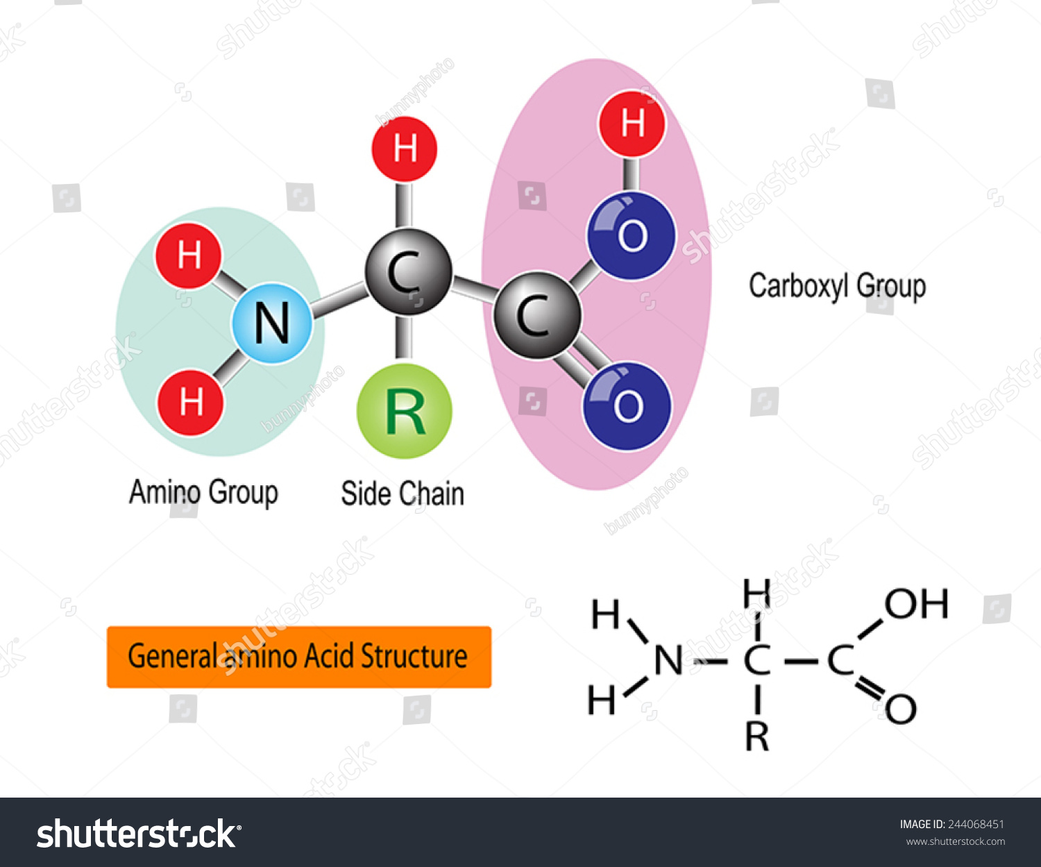 General Structure Amino Acid Vector Stock Vector Shutterstock