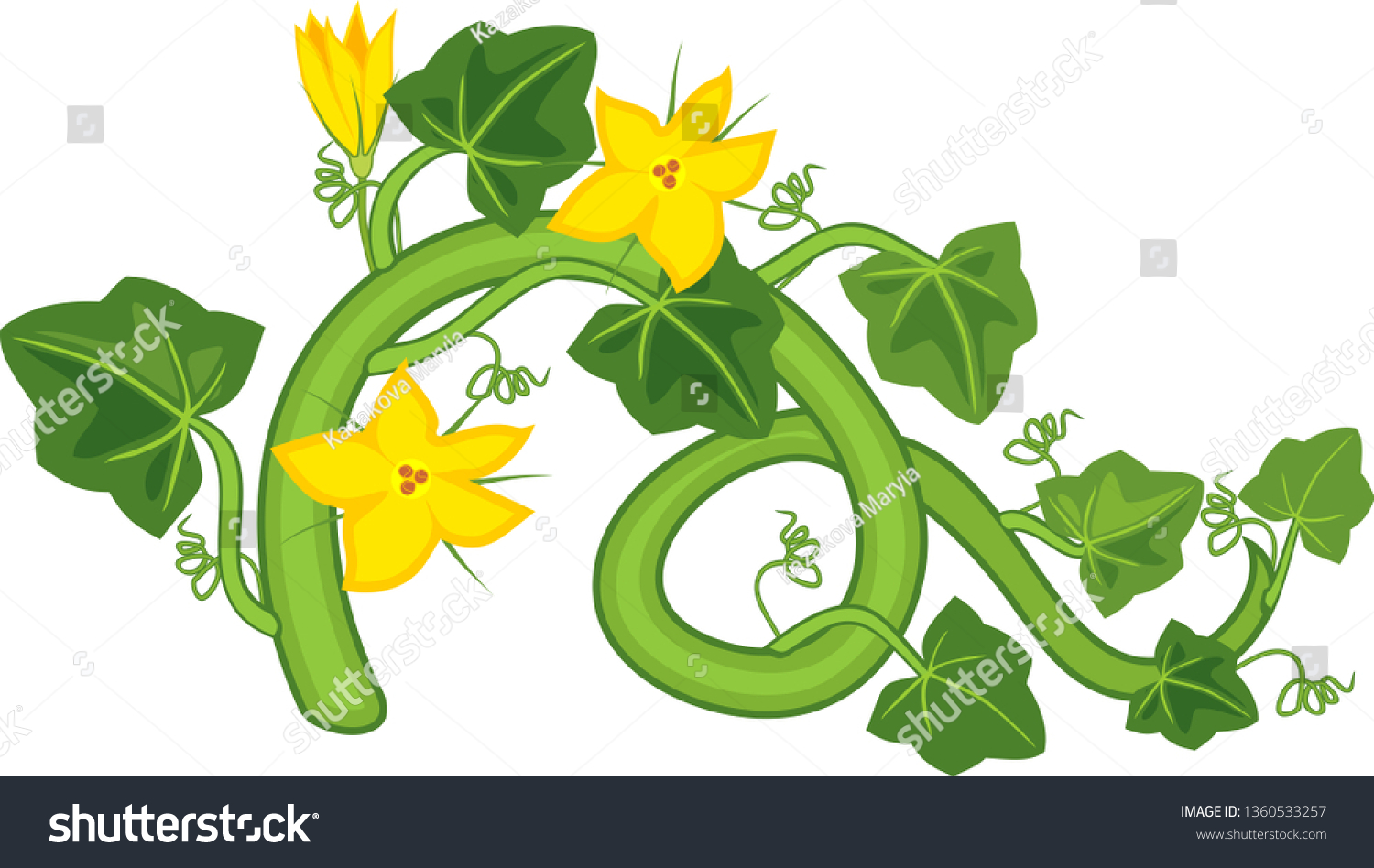 General View Pumpkin Plant Green Leaves Stock Vector Royalty Free 1360533257 Shutterstock 9352