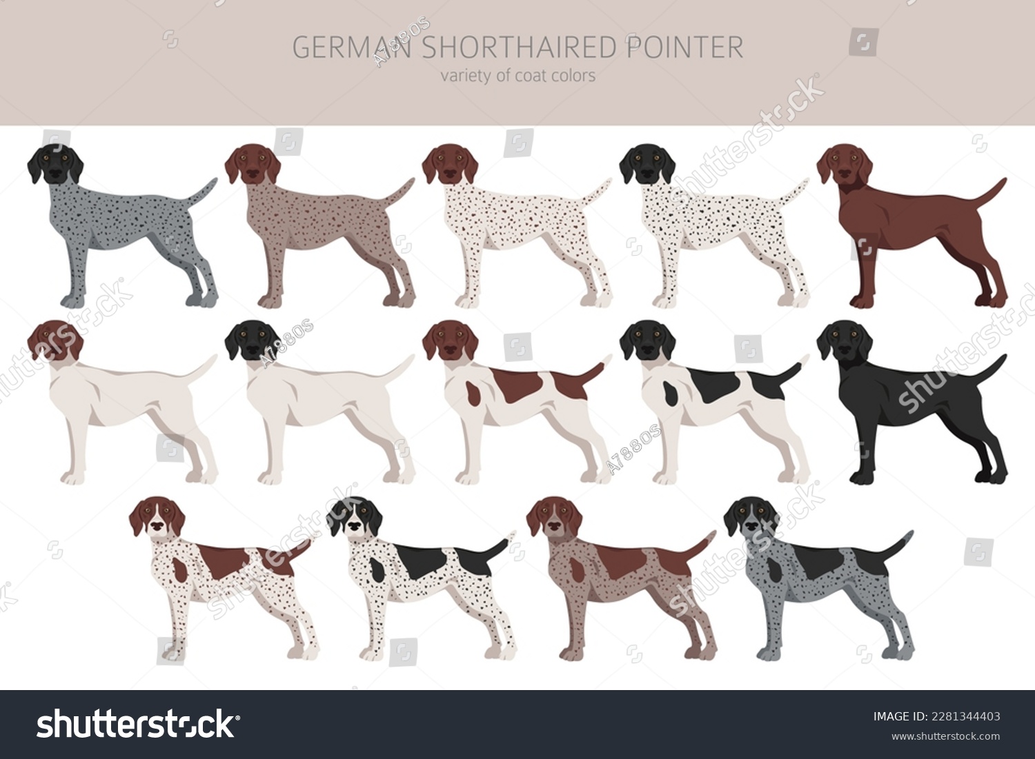 German shorthaired pointer clipart. Different poses, coat colors set ...