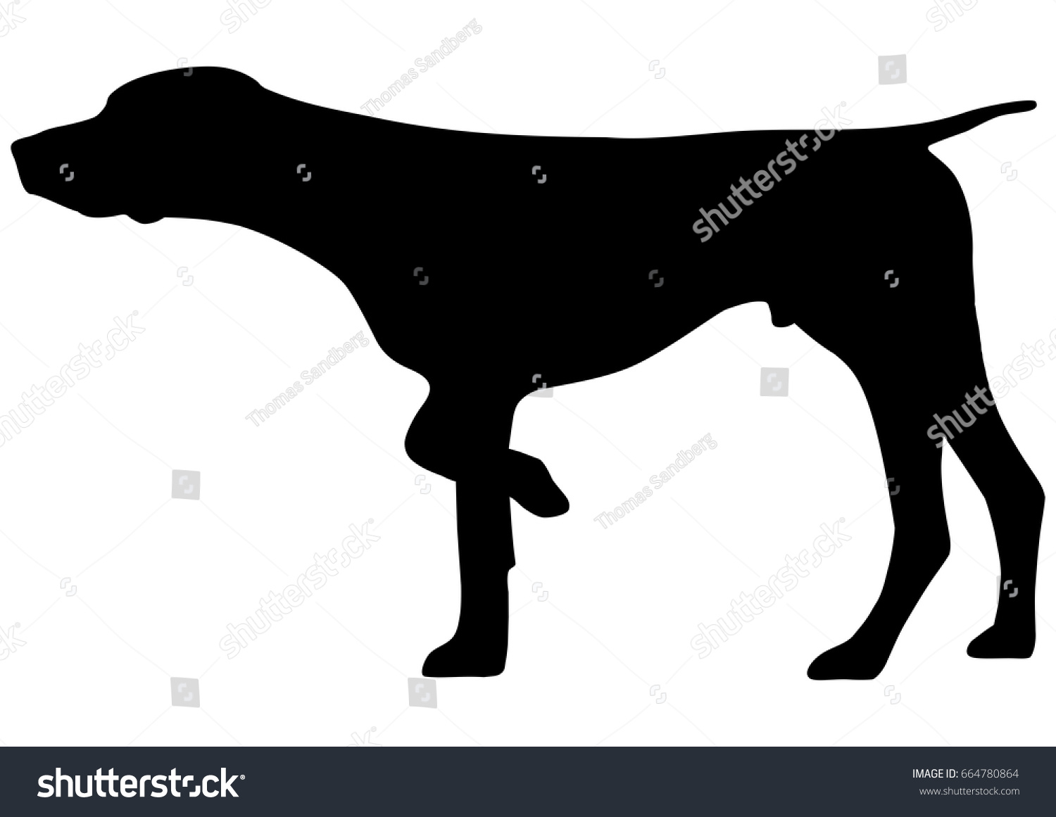 free pointer vintage vector Stock Shorthaired Pointer Silhouette German Vector Vector