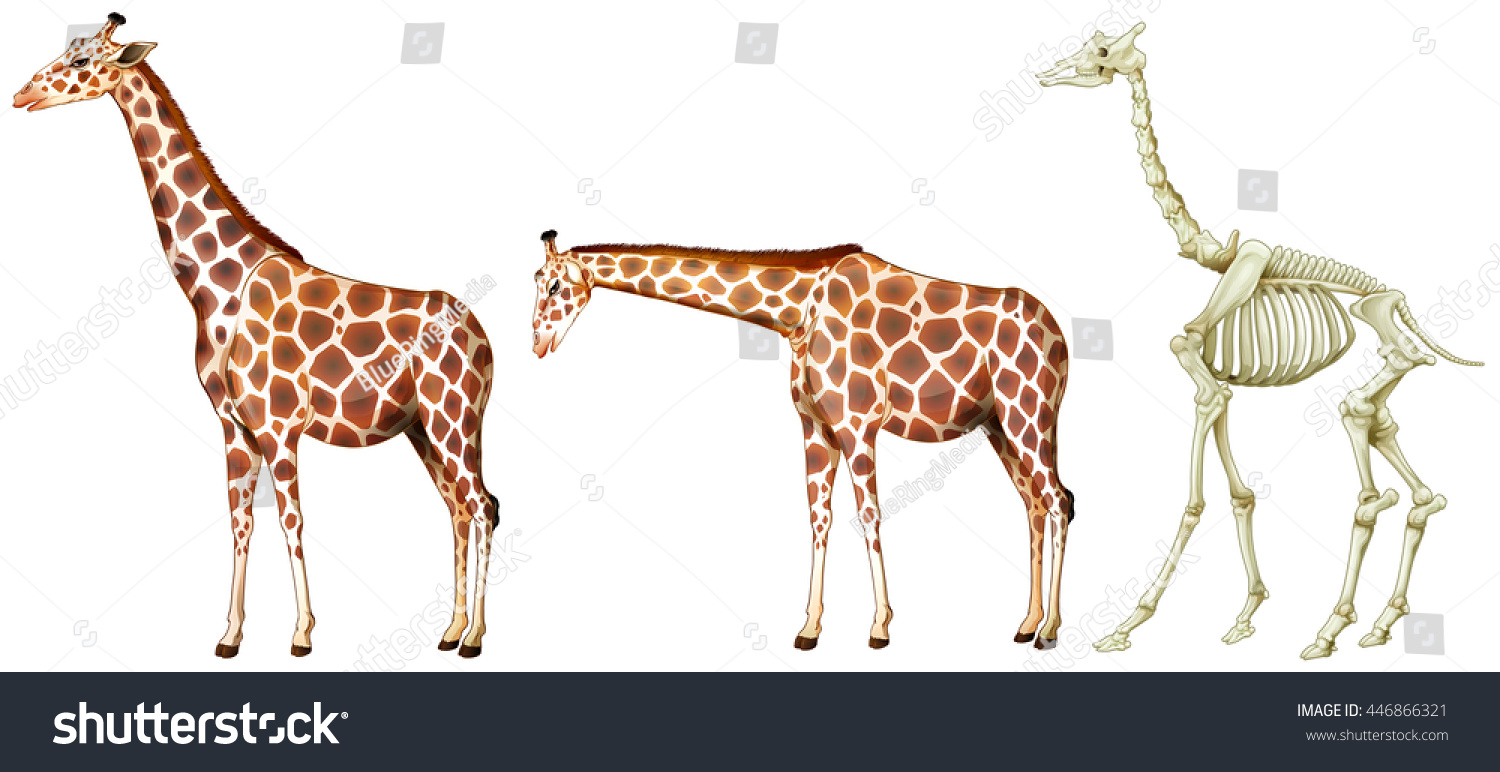 キリンと骨格系イラスト のベクター画像素材 ロイヤリティフリー