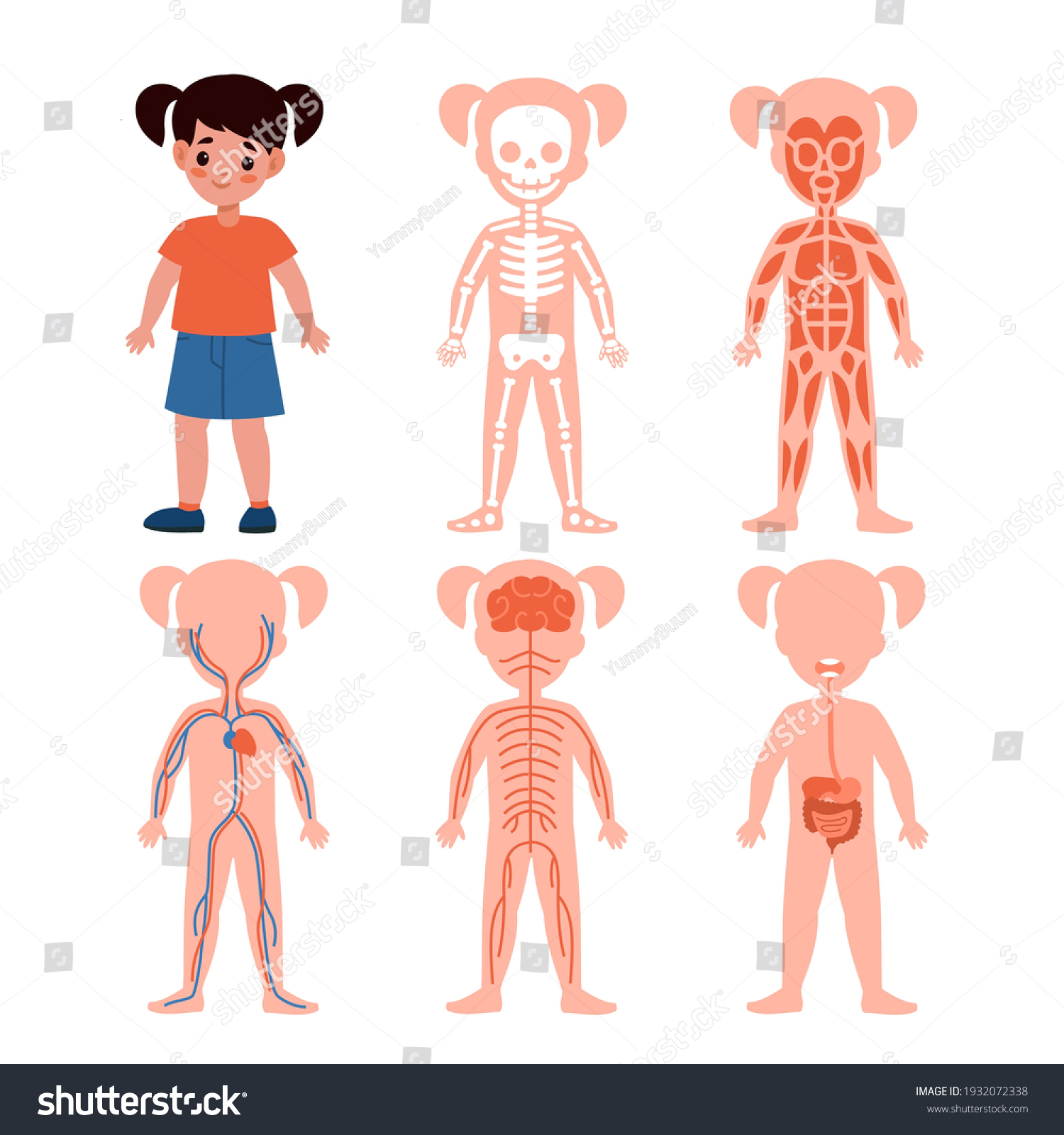 104,594 Cartoon anatomy Images, Stock Photos & Vectors | Shutterstock