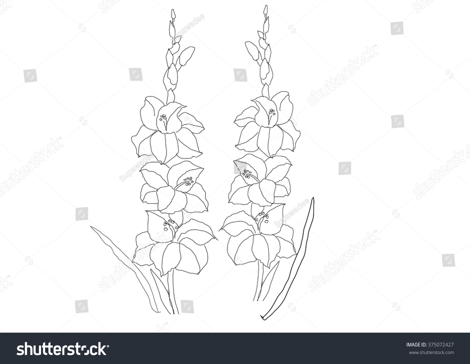 15+ Best New Simple Gladiolus Flower Drawing | Armelle Jewellery