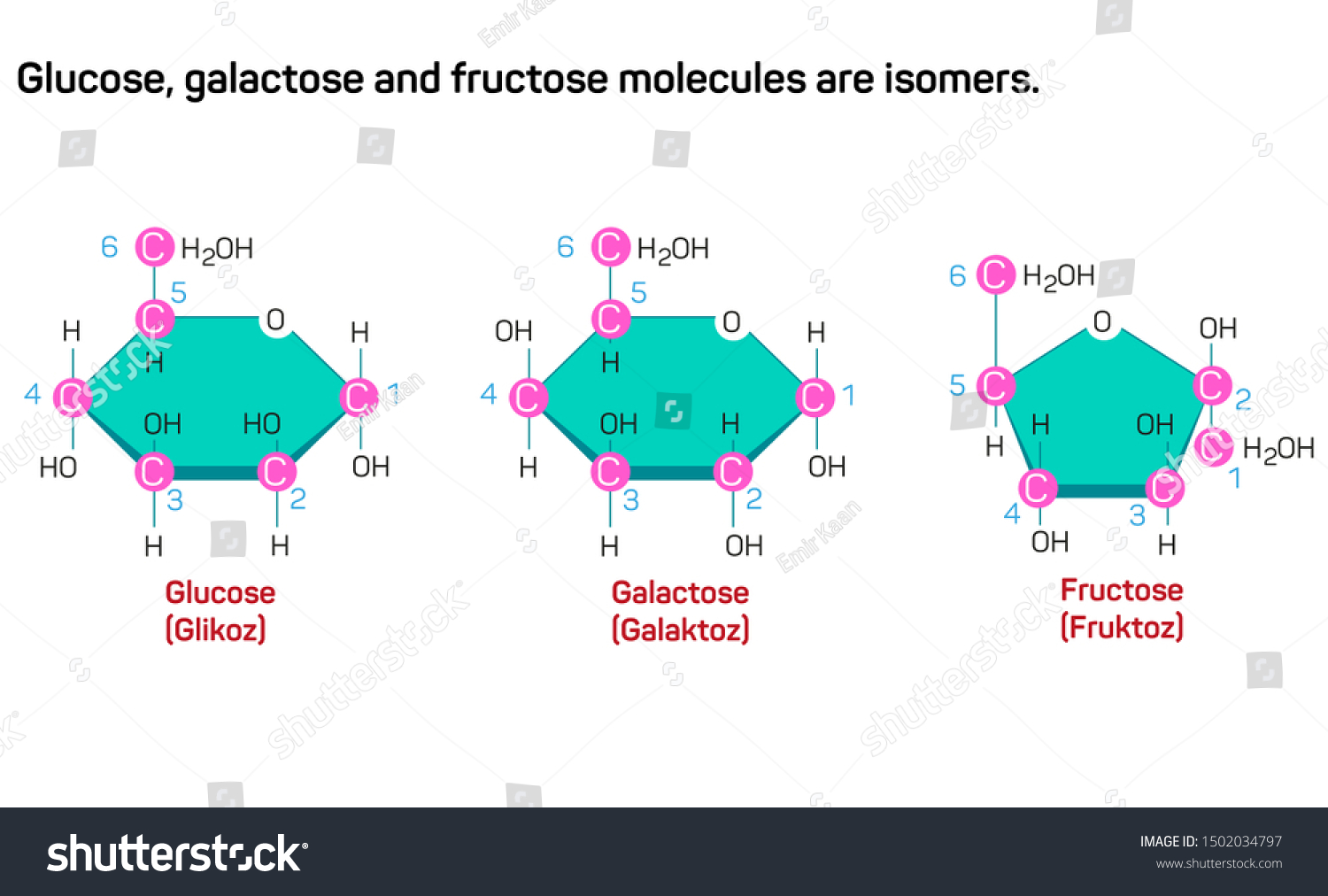 Glucose Galactose Fructose Molecules Isomers: Vector có sẵn (miễn phí ...