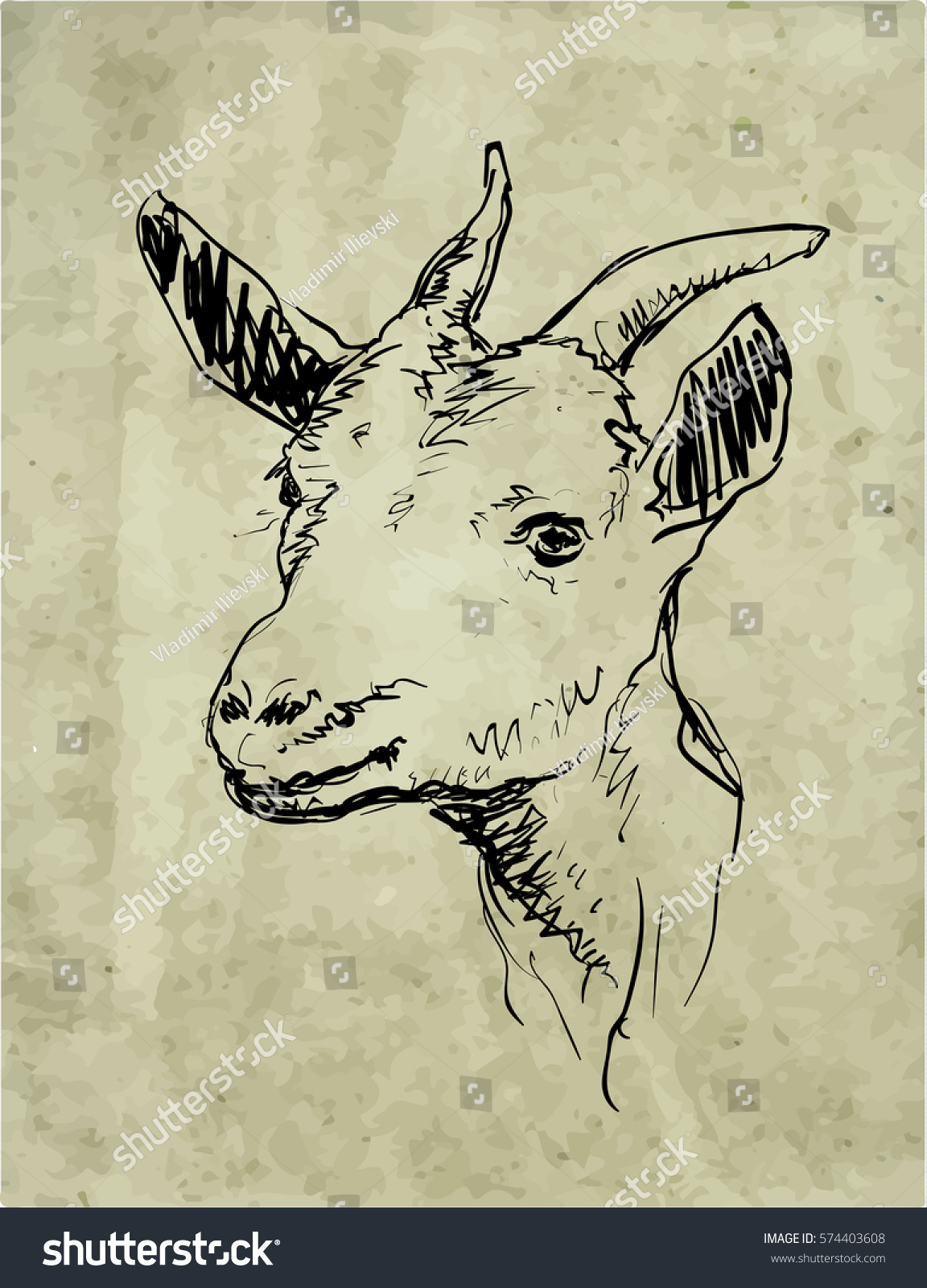 Goat Head Line Drawing Vector Illustration Stock Vector Royalty Free 574403608