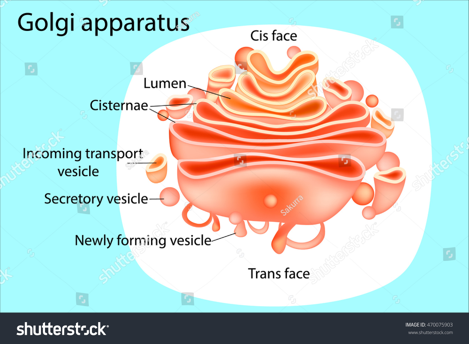 Golgi Apparatus Diagram Stock Vector 470075903 - Shutterstock